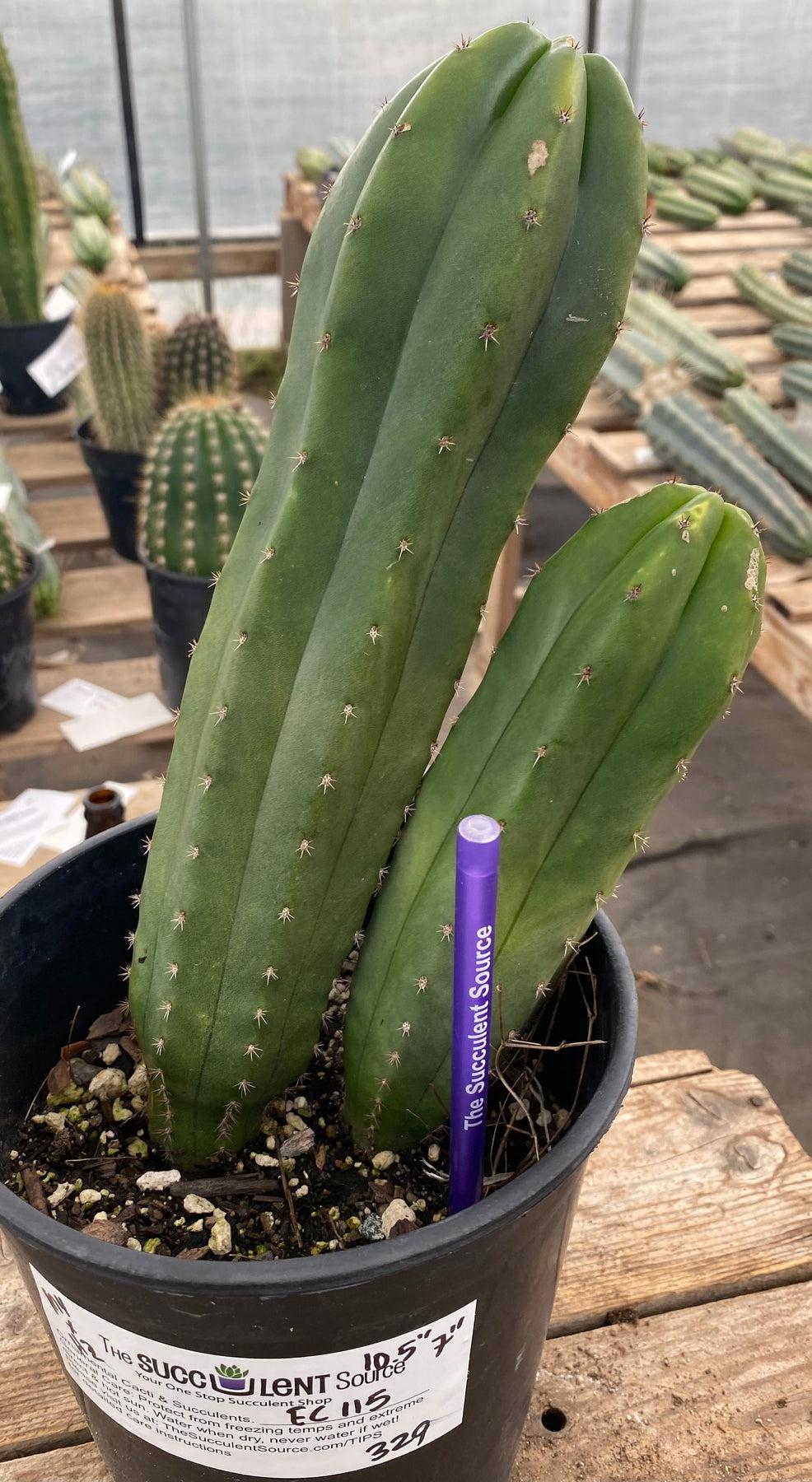 #EC115 EXACT Trichocereus Hybrid Malo4 X Huarazensis Cactus 10.5, 7"-Cactus - Large - Exact-The Succulent Source