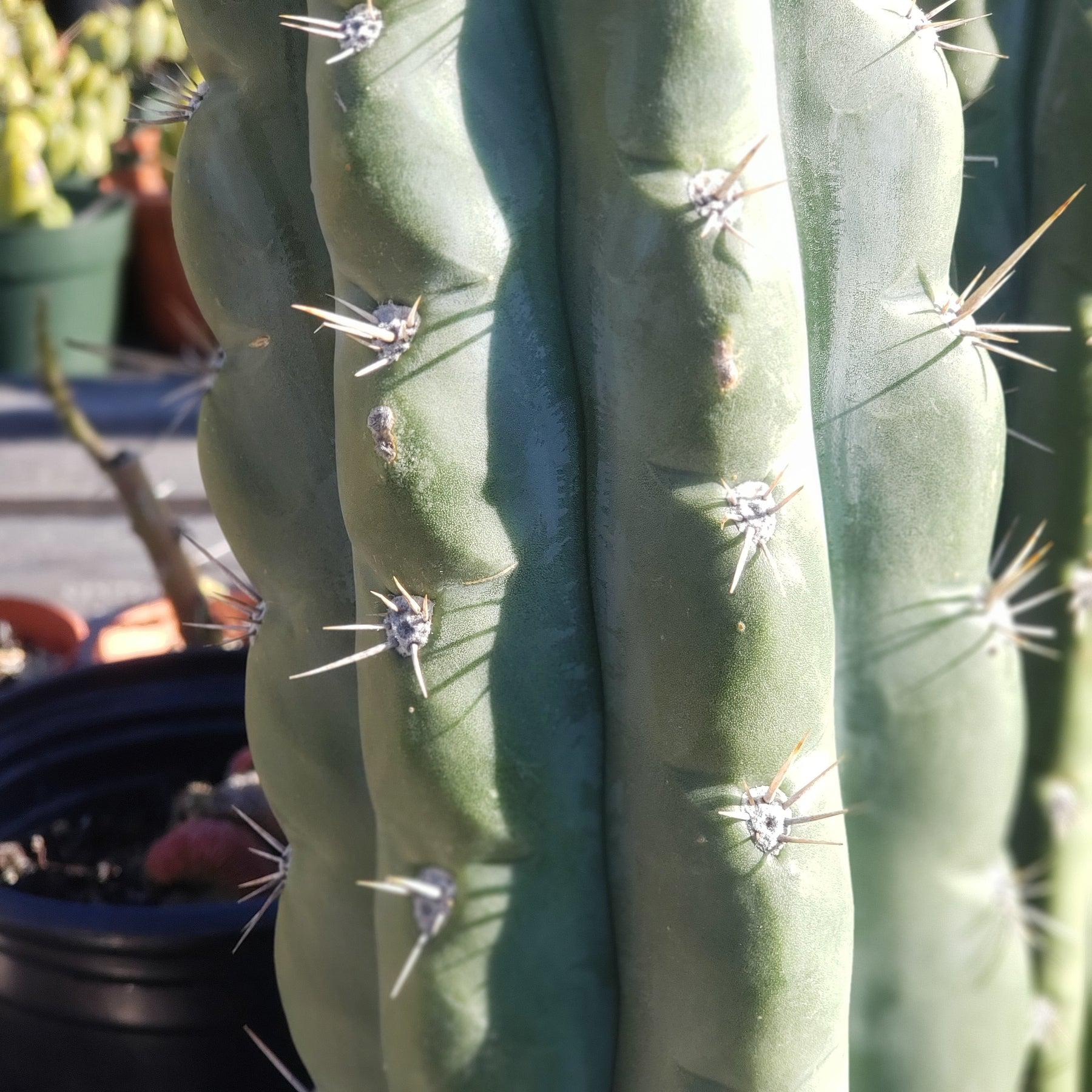 #EC116 EXACT Trichocereus Notchy Ornamental Cactus 12" approx.-Cactus - Large - Exact-The Succulent Source
