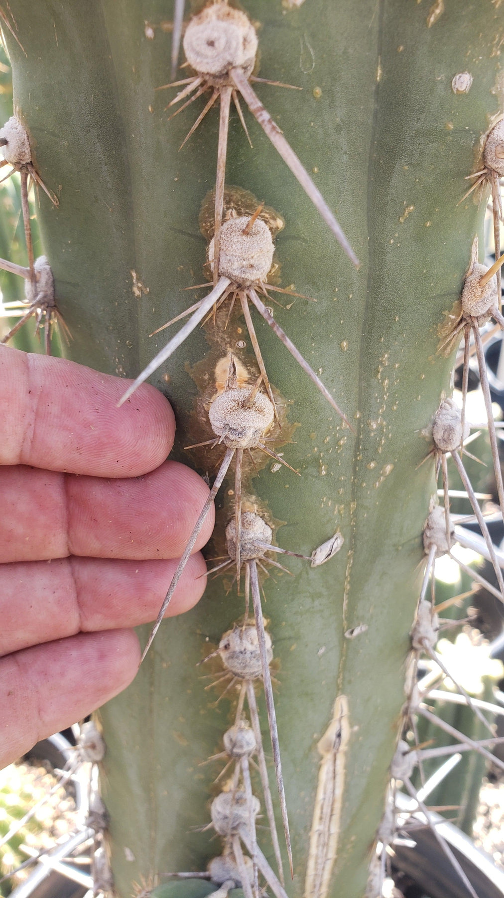 #EC123 EXACT Trichocereus Peruvianus "Swollen" Cactus Cutting 5-6"-Cactus - Large - Exact-The Succulent Source