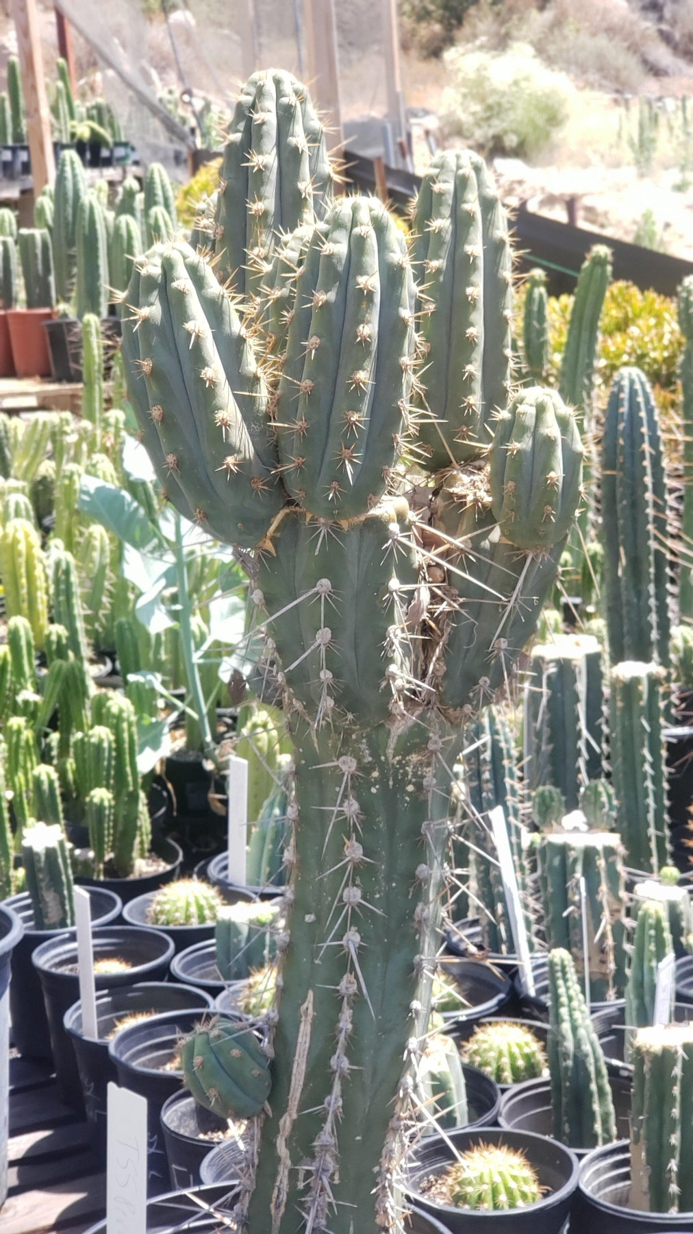 #EC123 EXACT Trichocereus Peruvianus "Swollen" Cactus Cutting 5-6"-Cactus - Large - Exact-The Succulent Source