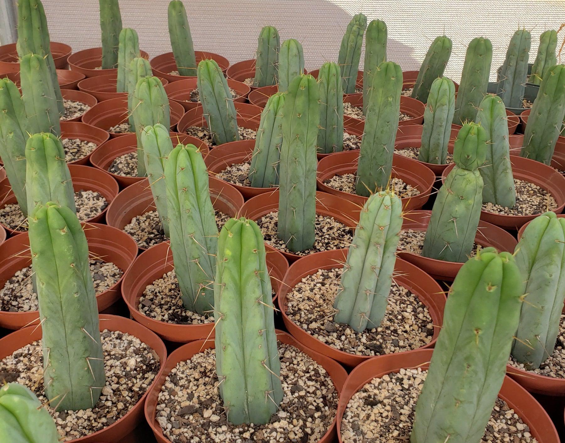 #EC134 EXACT Trichocereus Bridgesii Jiimz Cactus approx. 6"-Cactus - Large - Exact-The Succulent Source