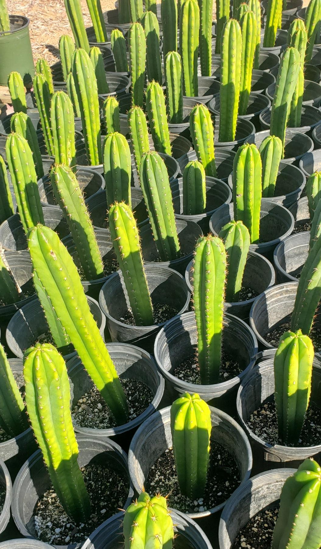 #EC163 EXACT Trichocereus Hybrid Cactus Value Packs-Cactus - Large - Exact-The Succulent Source