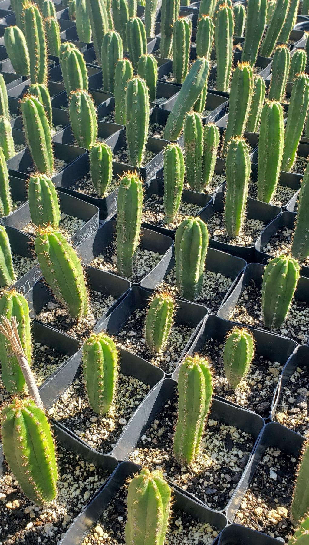 #EC163 EXACT Trichocereus Hybrid Cactus Value Packs-Cactus - Large - Exact-The Succulent Source