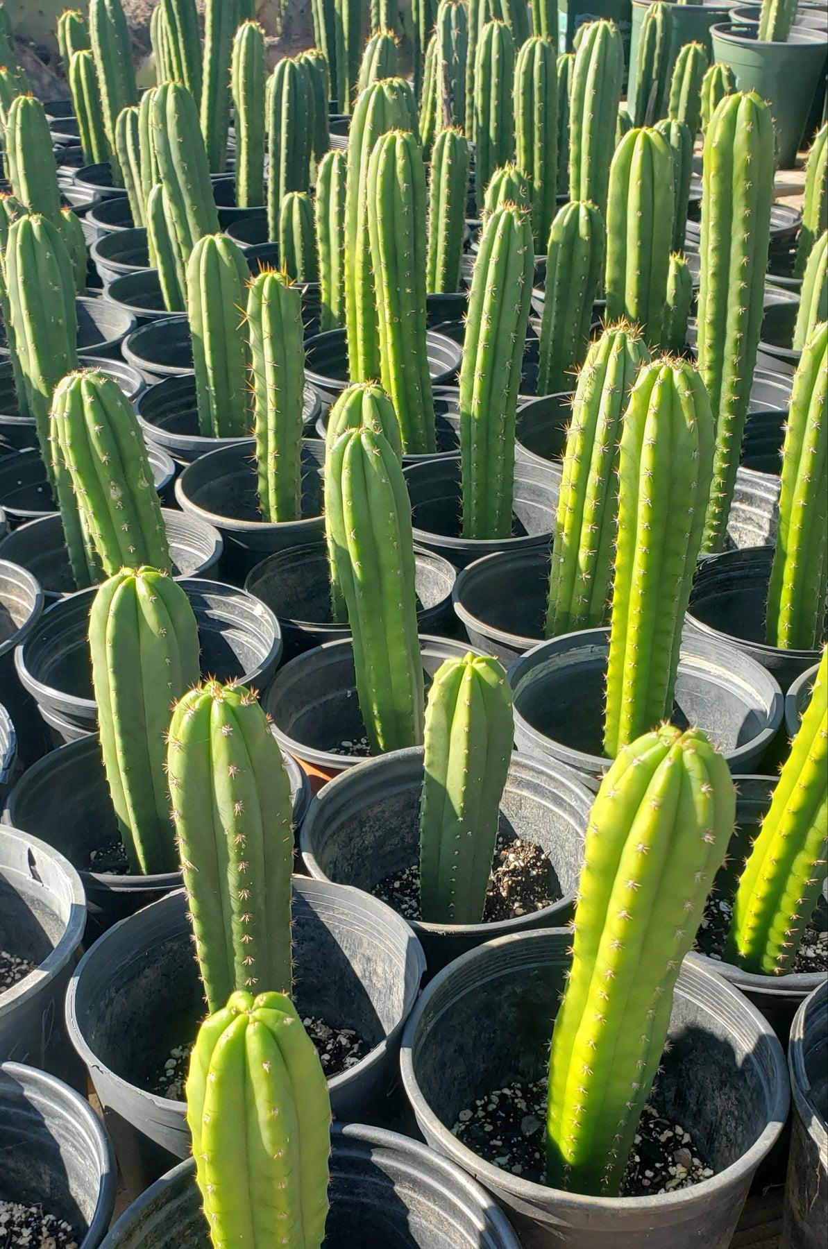 #EC163 EXACT Trichocereus Hybrid Cactus Value Packs-Cactus - Large - Exact-The Succulent Source