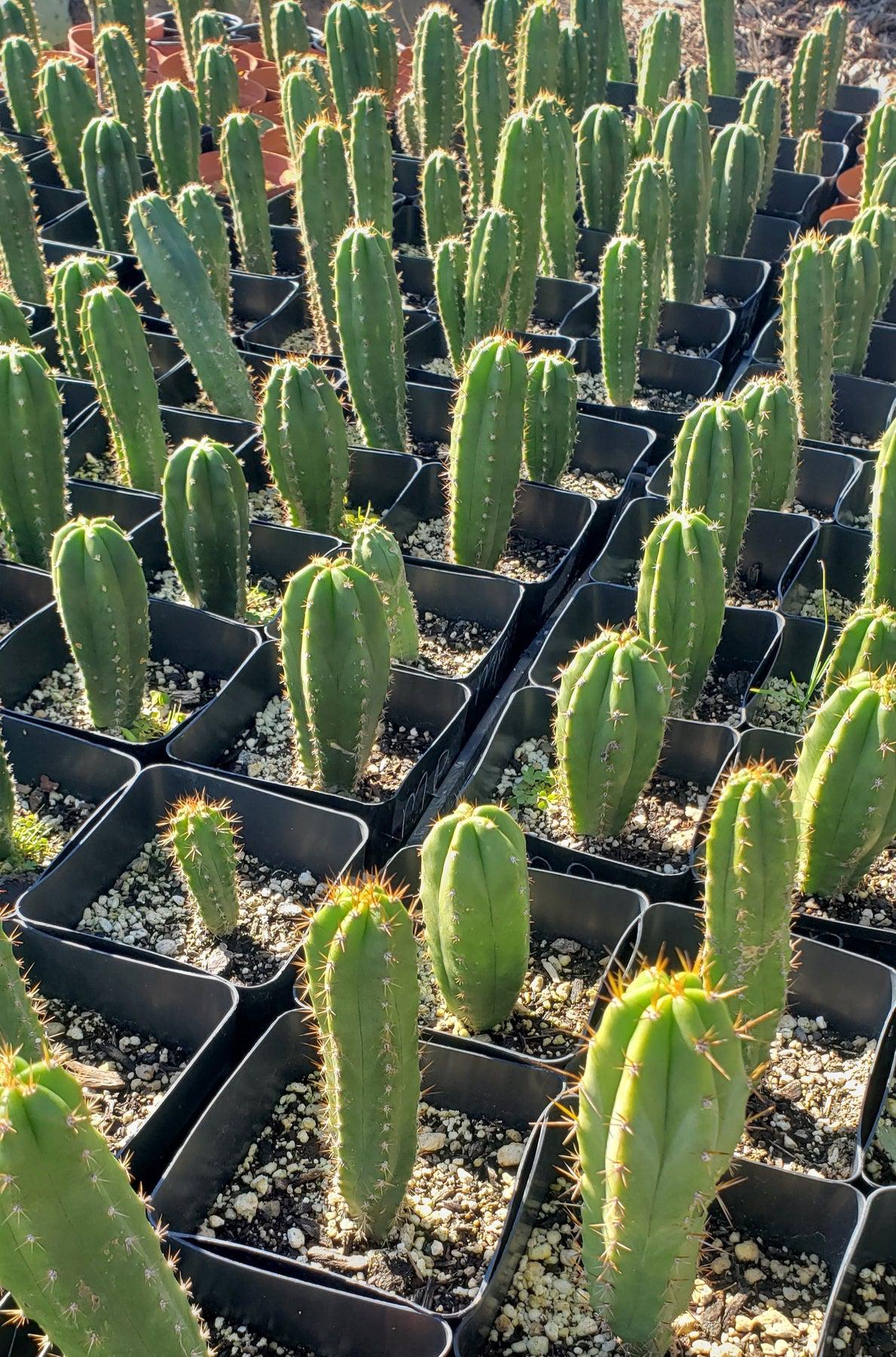 #EC163 EXACT Trichocereus Hybrid Cactus Value Packs-Cactus - Large - Exact-The Succulent Source
