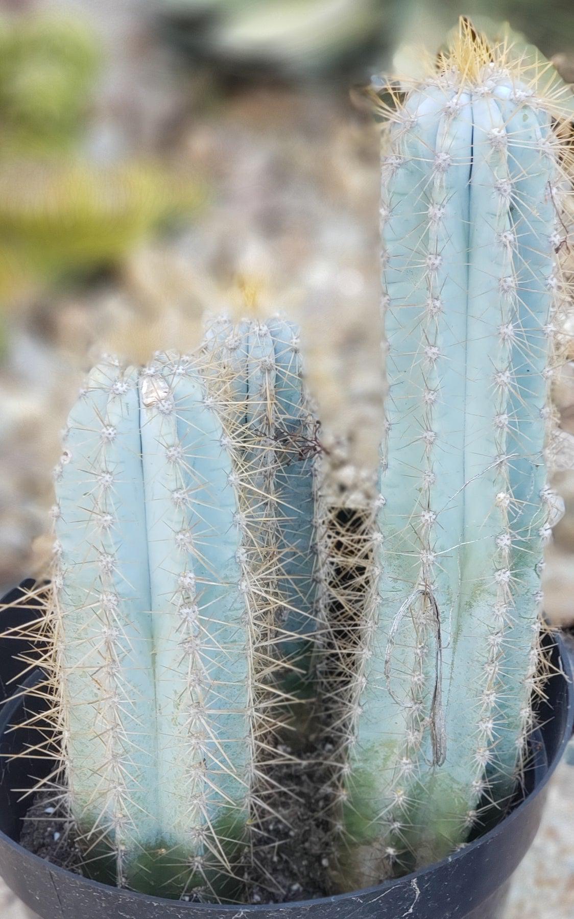 #EC170 EXACT Pilosocereus Azureus "Blue Candle" Ornamental Cactus cuttings " 12, 8.5", 7"-Cactus - Large - Exact-The Succulent Source