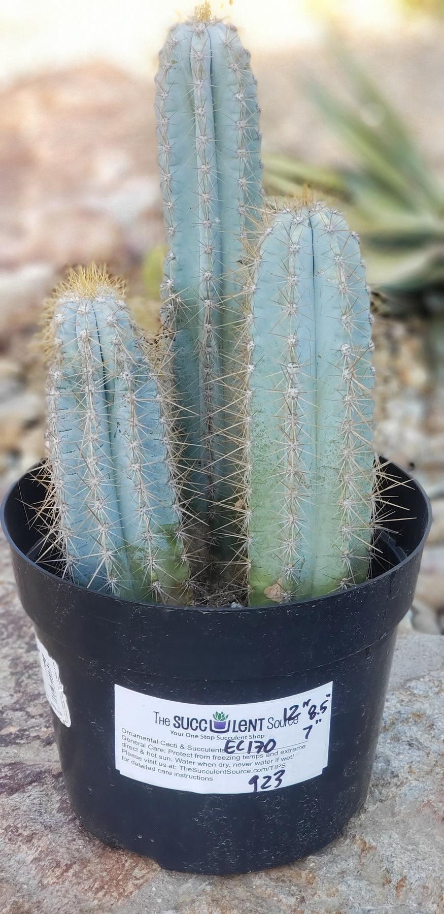 blue cactus succulent #EC170 EXACT Pilosocereus Azureus "Blue Candle" Ornamental Cactus cuttings " 12, 8.5", 7"