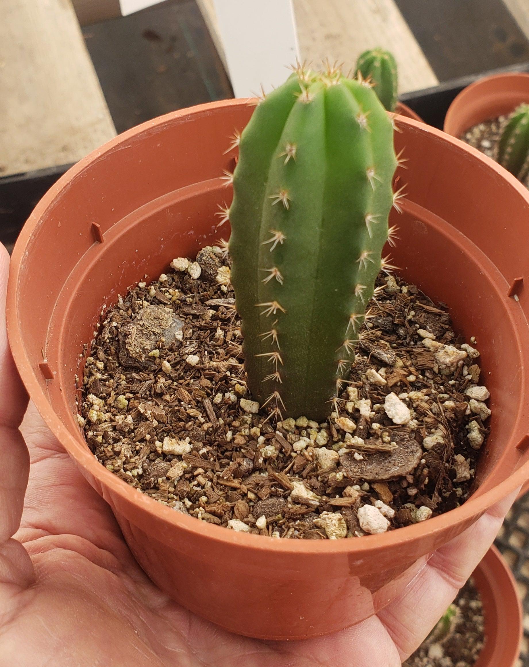 #EC177 EXACT Trichocereus Hybrid Pachanoi Decosta X Scopulicola Slimer Cactus 3-4"-Cactus - Large - Exact-The Succulent Source
