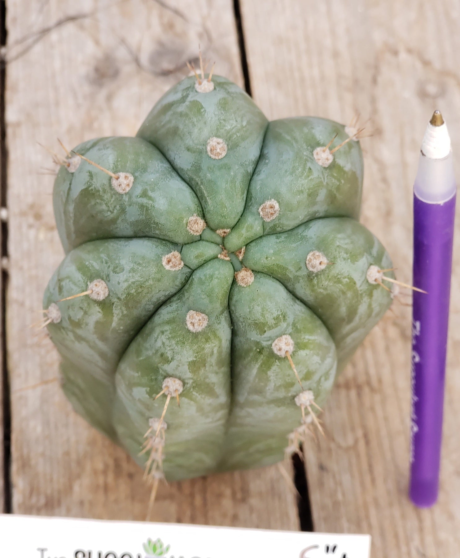 #EC198 EXACT Trichocereus Pachanoi "Lora Jean" Cactus-Cactus - Large - Exact-The Succulent Source