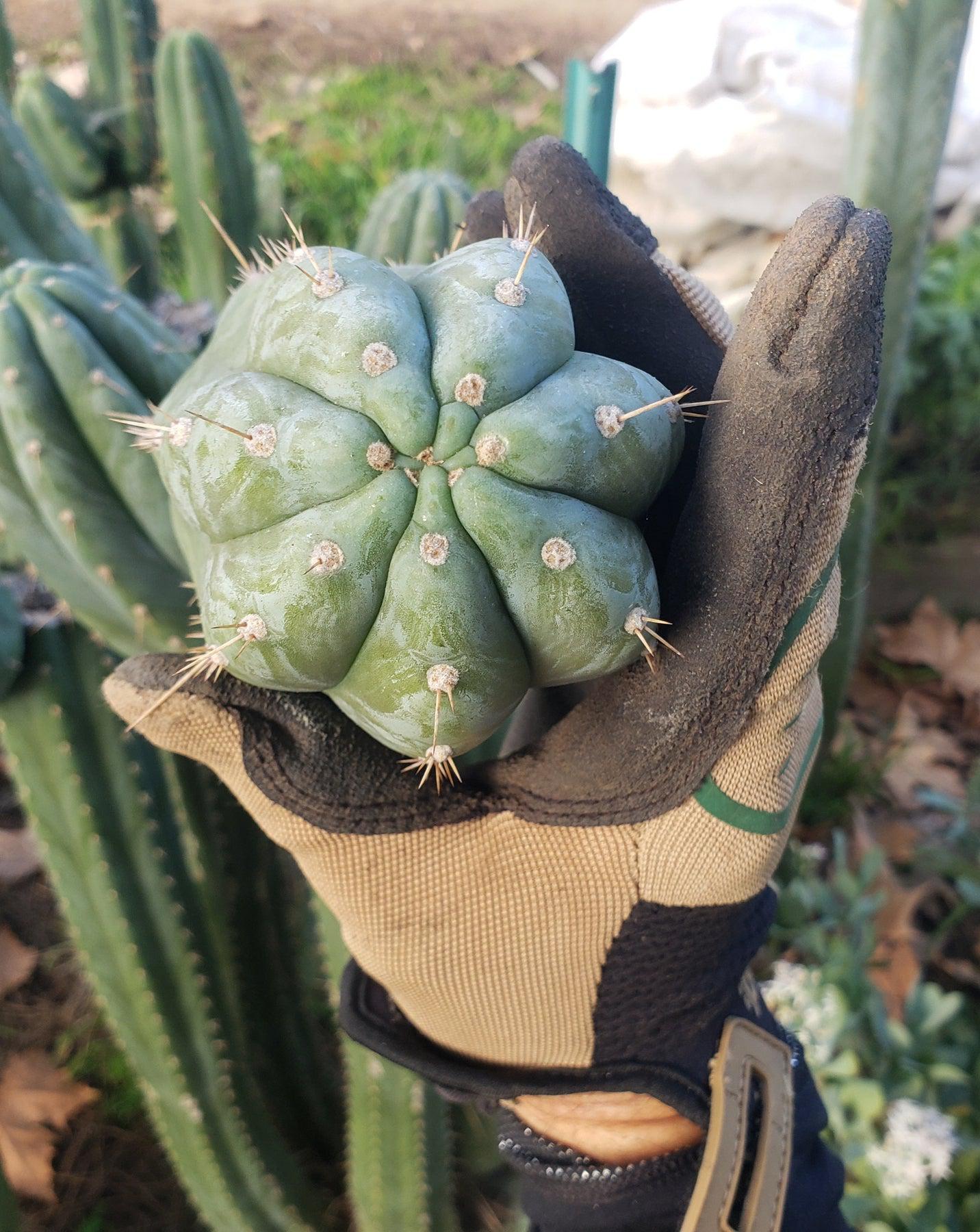 san pedro cactus peyote #EC198 EXACT Trichocereus Pachanoi "Lora Jean" Cactus