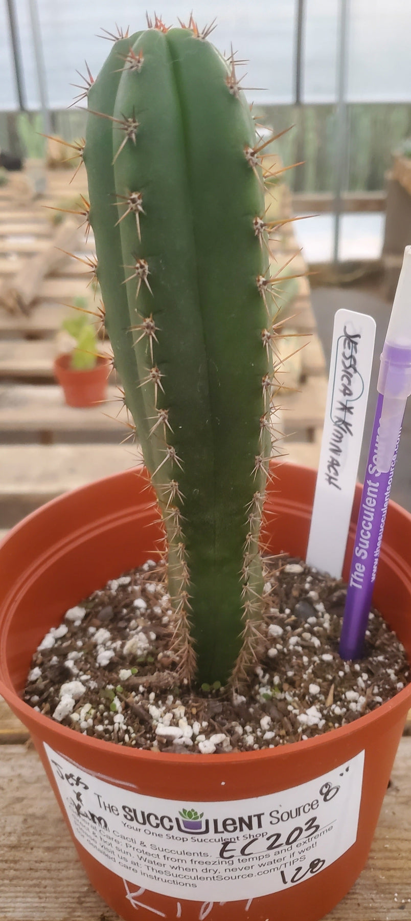 #EC203 EXACT Trichocereus Hybrid Huanu X Pachanoi Oscar Ornamental Cactus 8"-Cactus - Large - Exact-The Succulent Source