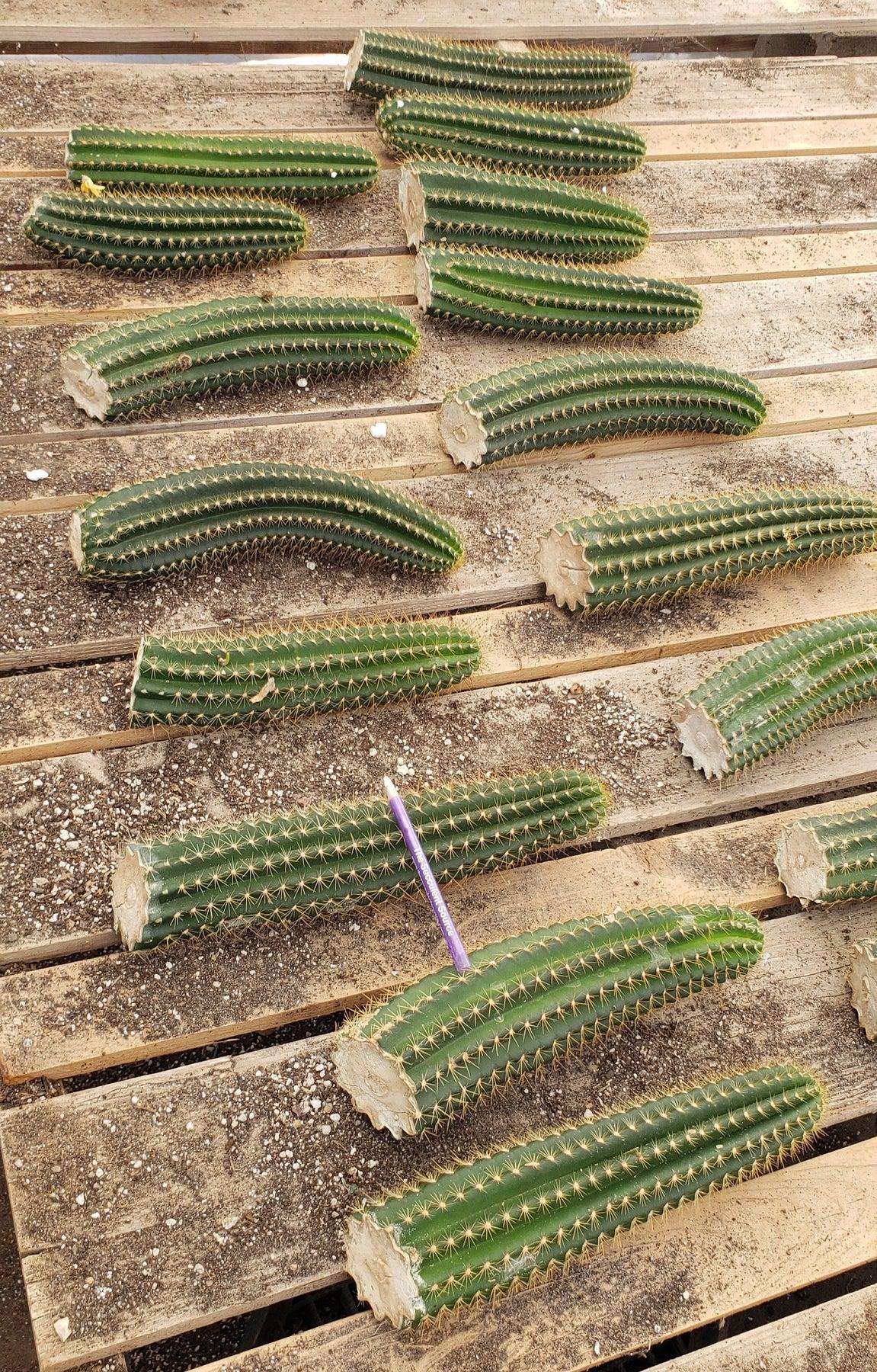 #EC22 EXACT Trichocereus Hybrid Arboricola X VRG Cactus Cutting 10-12"-Cactus - Large - Exact-The Succulent Source