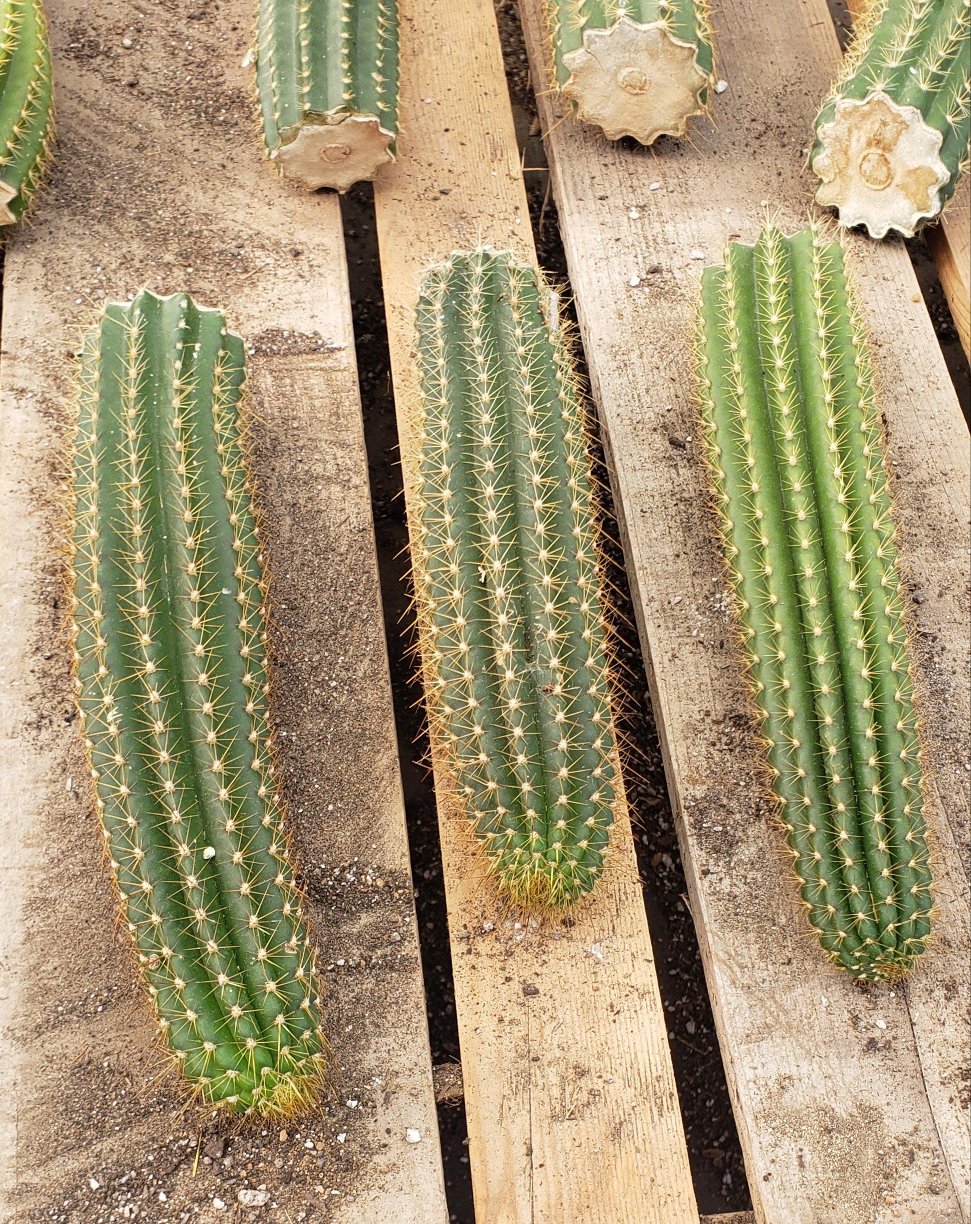 #EC22 EXACT Trichocereus Hybrid Arboricola X VRG Cactus Cutting 10-12"-Cactus - Large - Exact-The Succulent Source