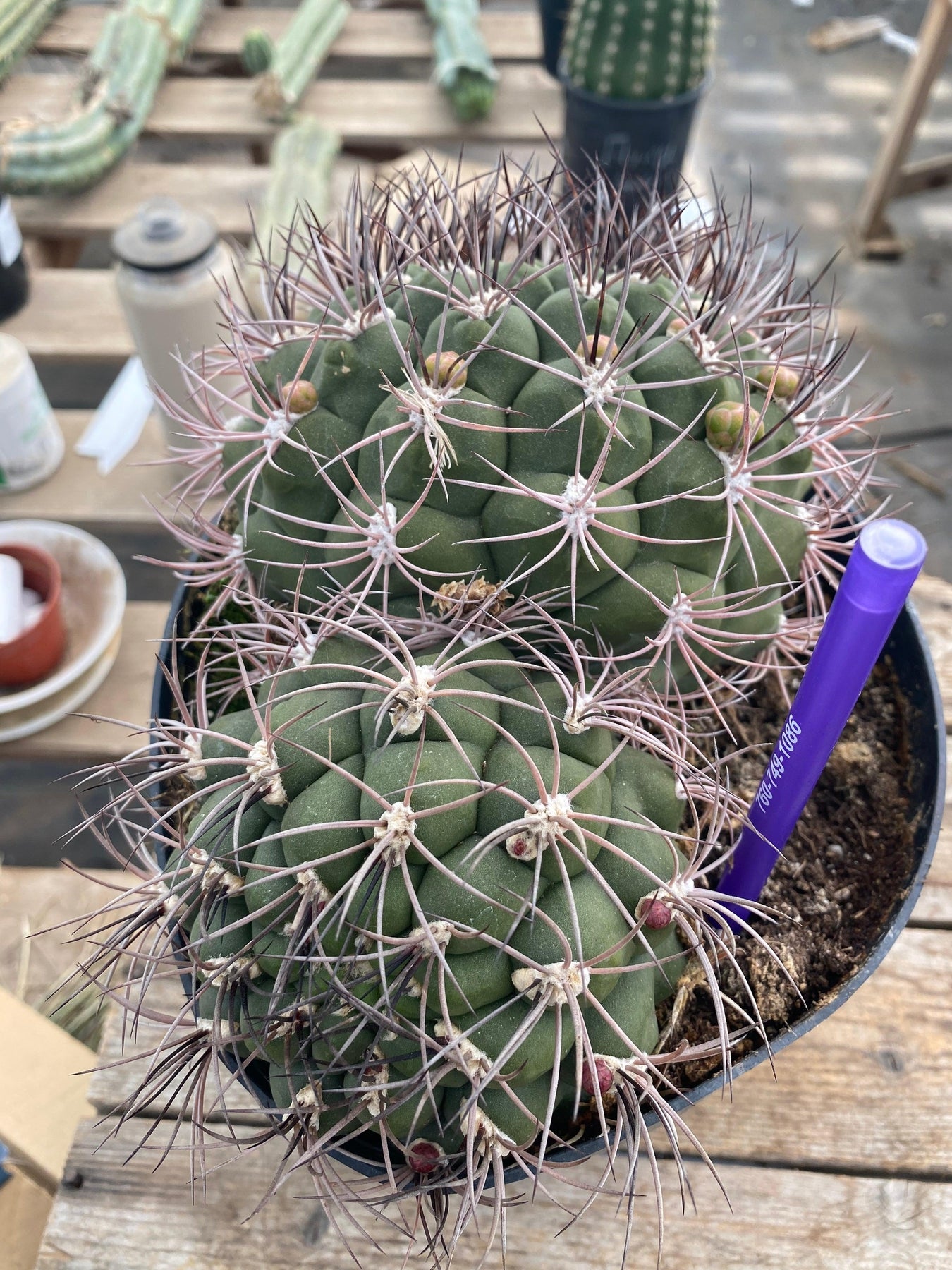 #EC223 EXACT Gymnocalycium Saglione Ornamental Cactus-Cactus - Large - Exact-The Succulent Source