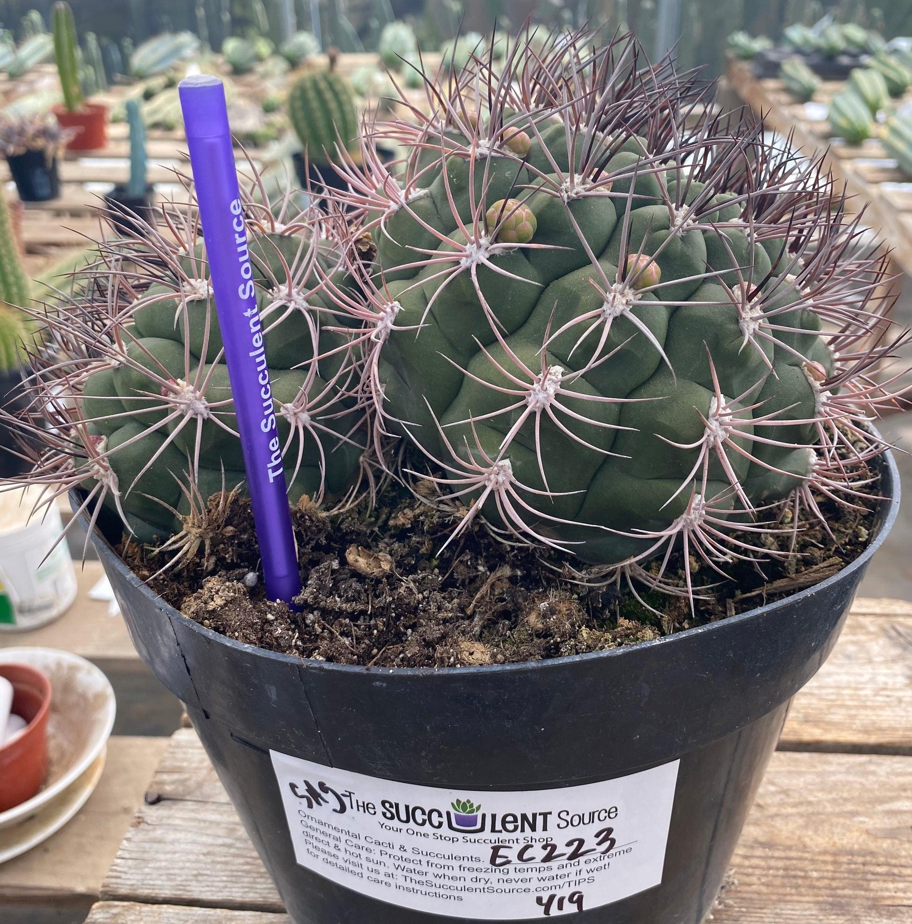 #EC223 EXACT Gymnocalycium Saglione Ornamental Cactus-Cactus - Large - Exact-The Succulent Source
