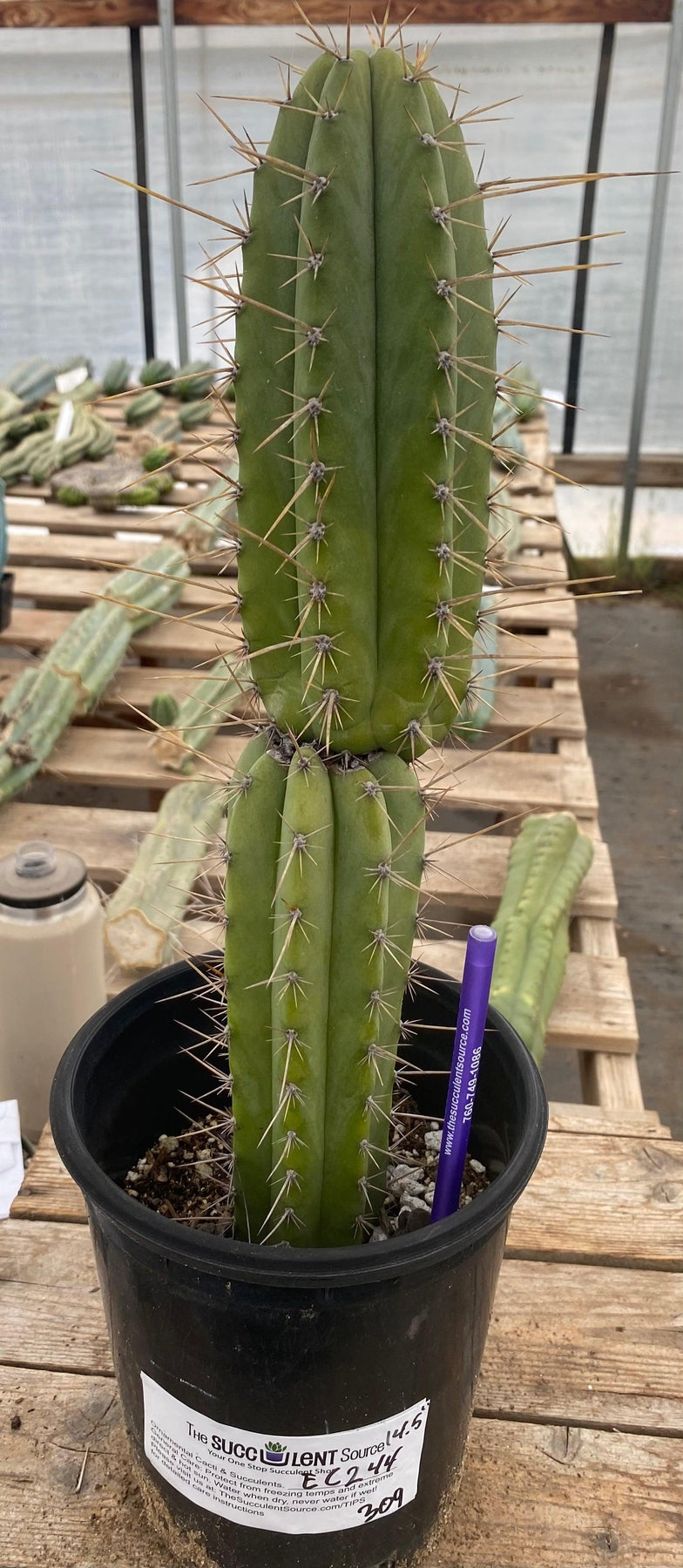 #EC244 EXACT (species) Ornamental Cactus (14.5)-Cactus - Large - Exact-The Succulent Source