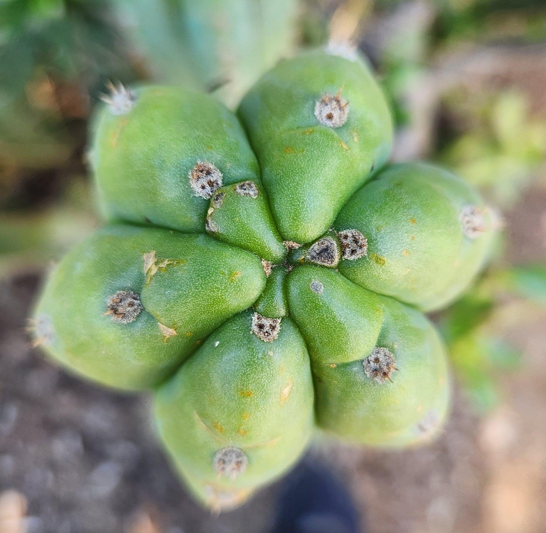 #EC250 EXACT Trichocereus Pachanoi "soontobenamed" Cactus Cutting 7-8"-Cactus - Large - Exact-The Succulent Source