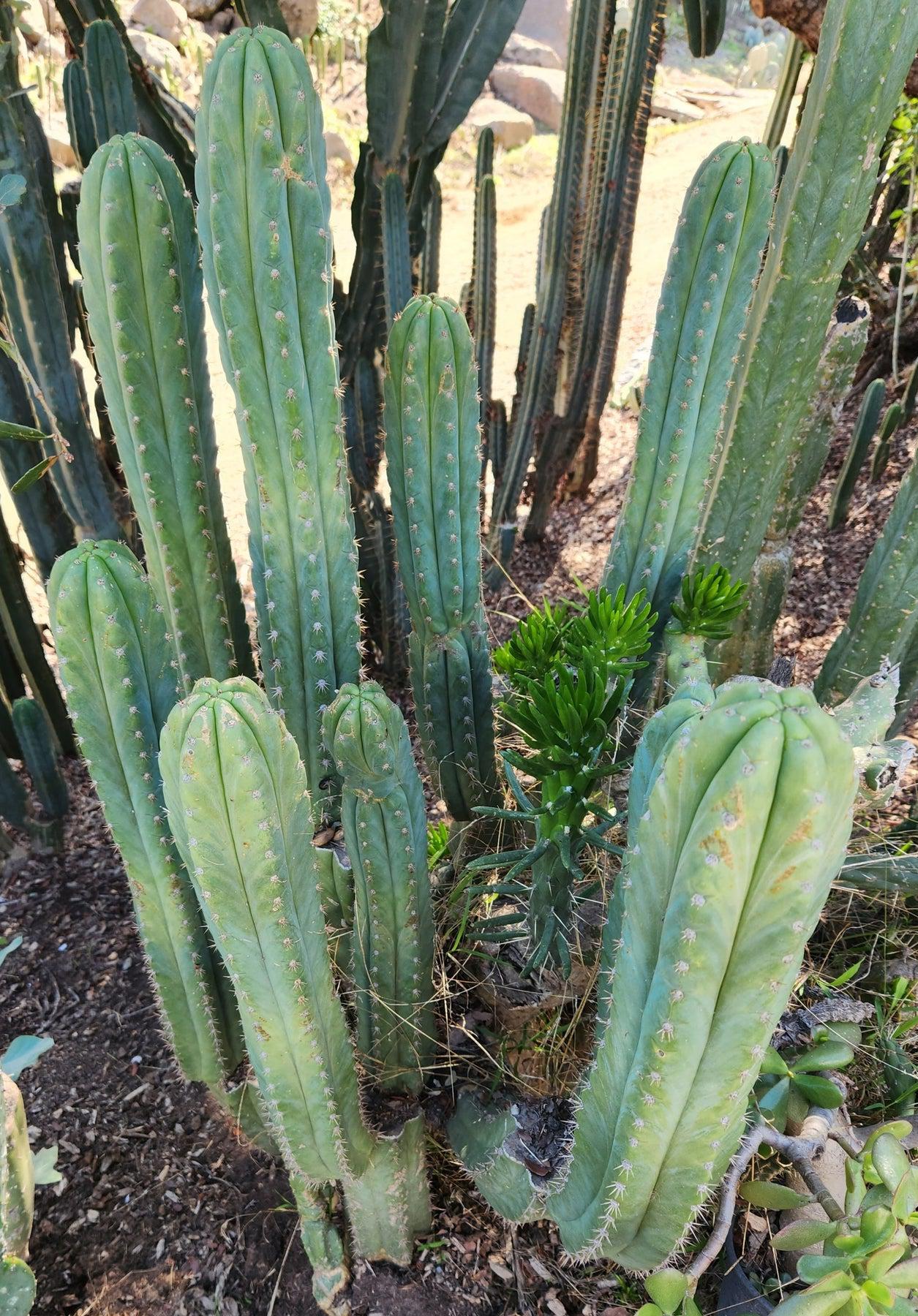 #EC250 EXACT Trichocereus Pachanoi "soontobenamed" Cactus Cutting 7-8"-Cactus - Large - Exact-The Succulent Source