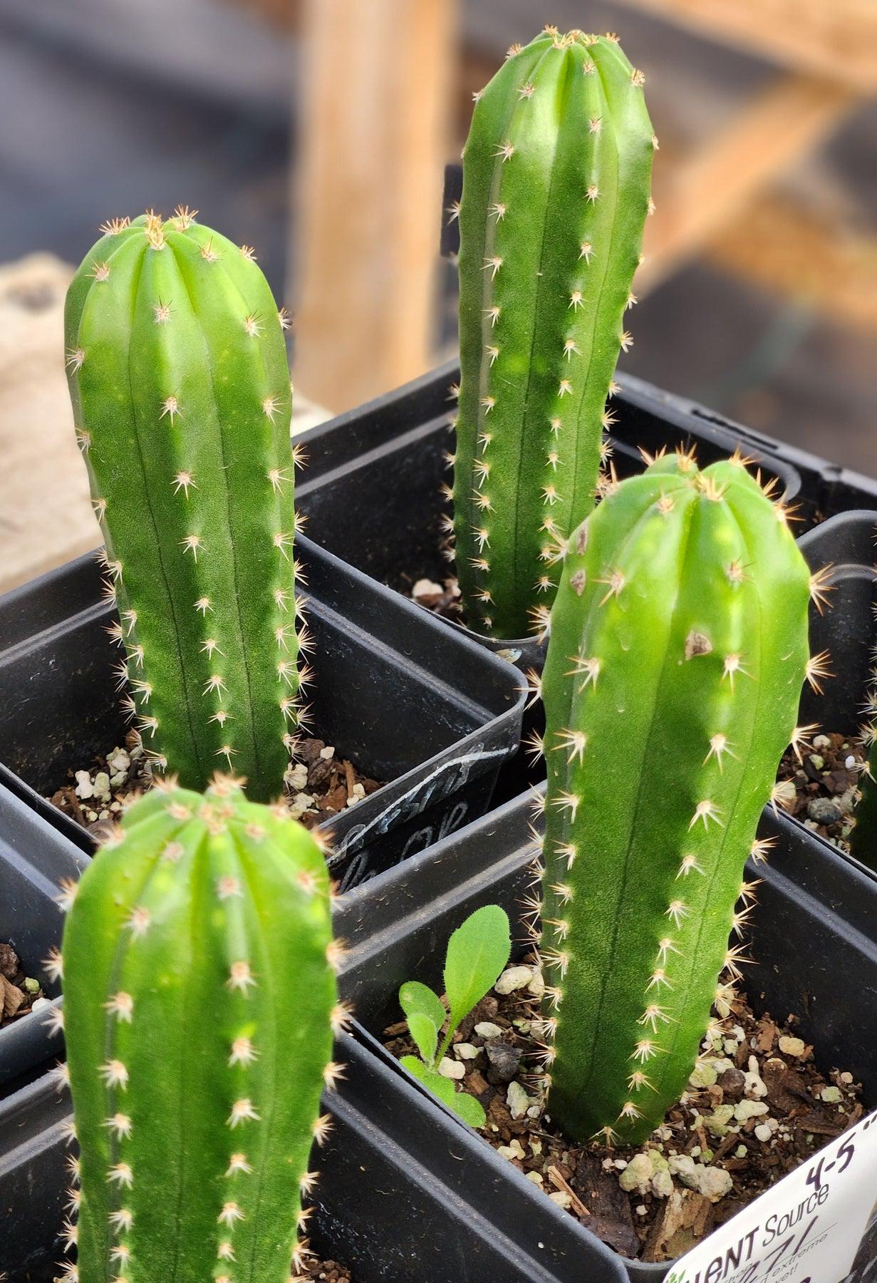 #EC271 EXACT Trichocereus Hybrid Scopulicola OP Cactus 4-5"-Cactus - Large - Exact-The Succulent Source