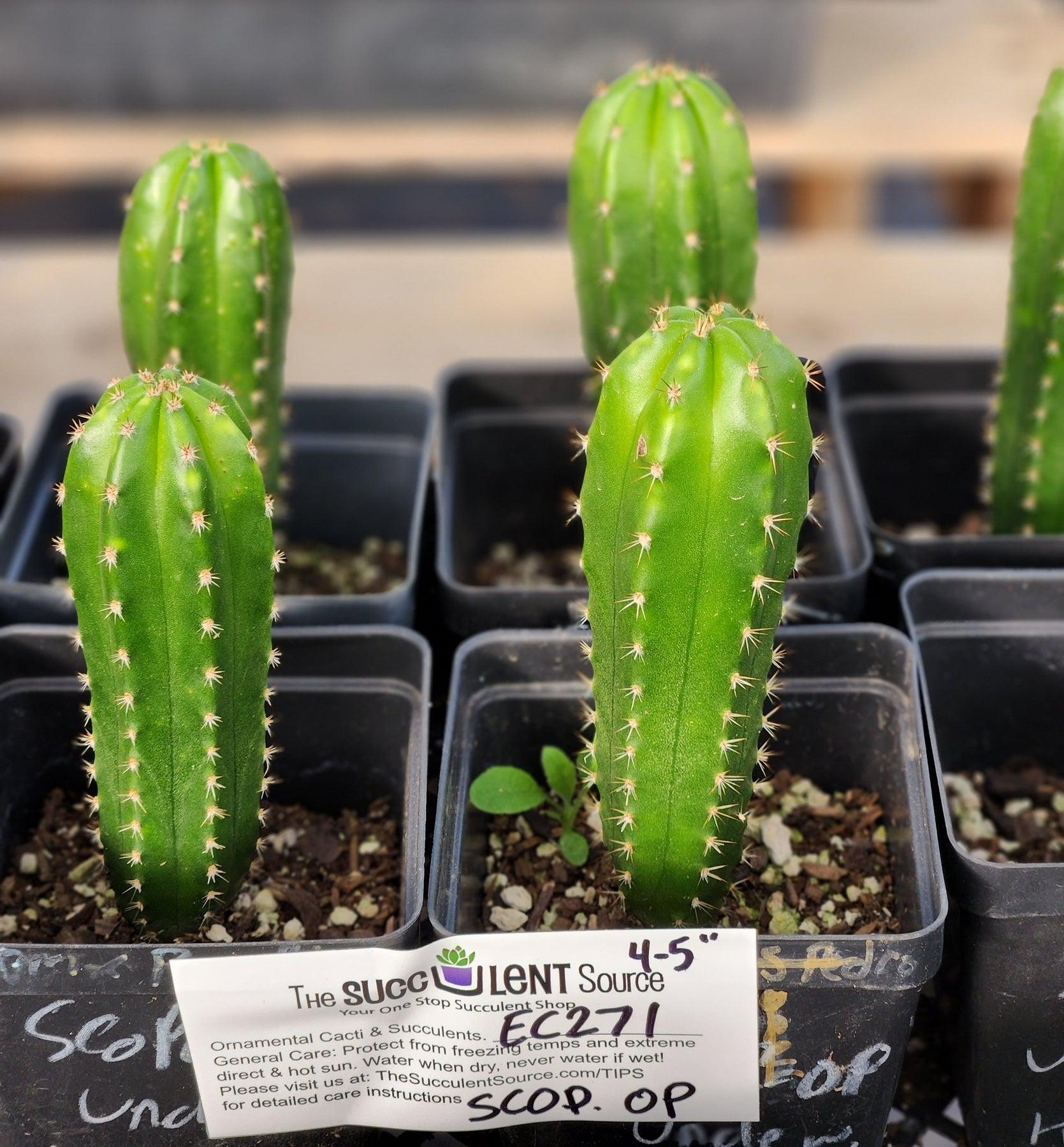 #EC271 EXACT Trichocereus Hybrid Scopulicola OP Cactus 4-5"-Cactus - Large - Exact-The Succulent Source