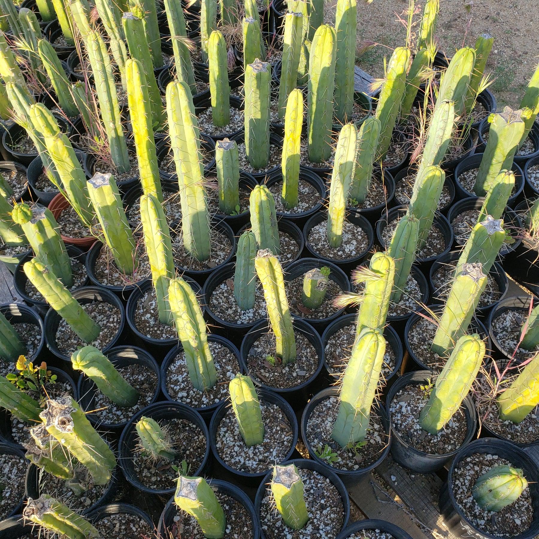 #EC29 EXACT Trichocereus Bridgesii Bargain Basic Potted Cactus 12-14"-Cactus - Large - Exact-The Succulent Source