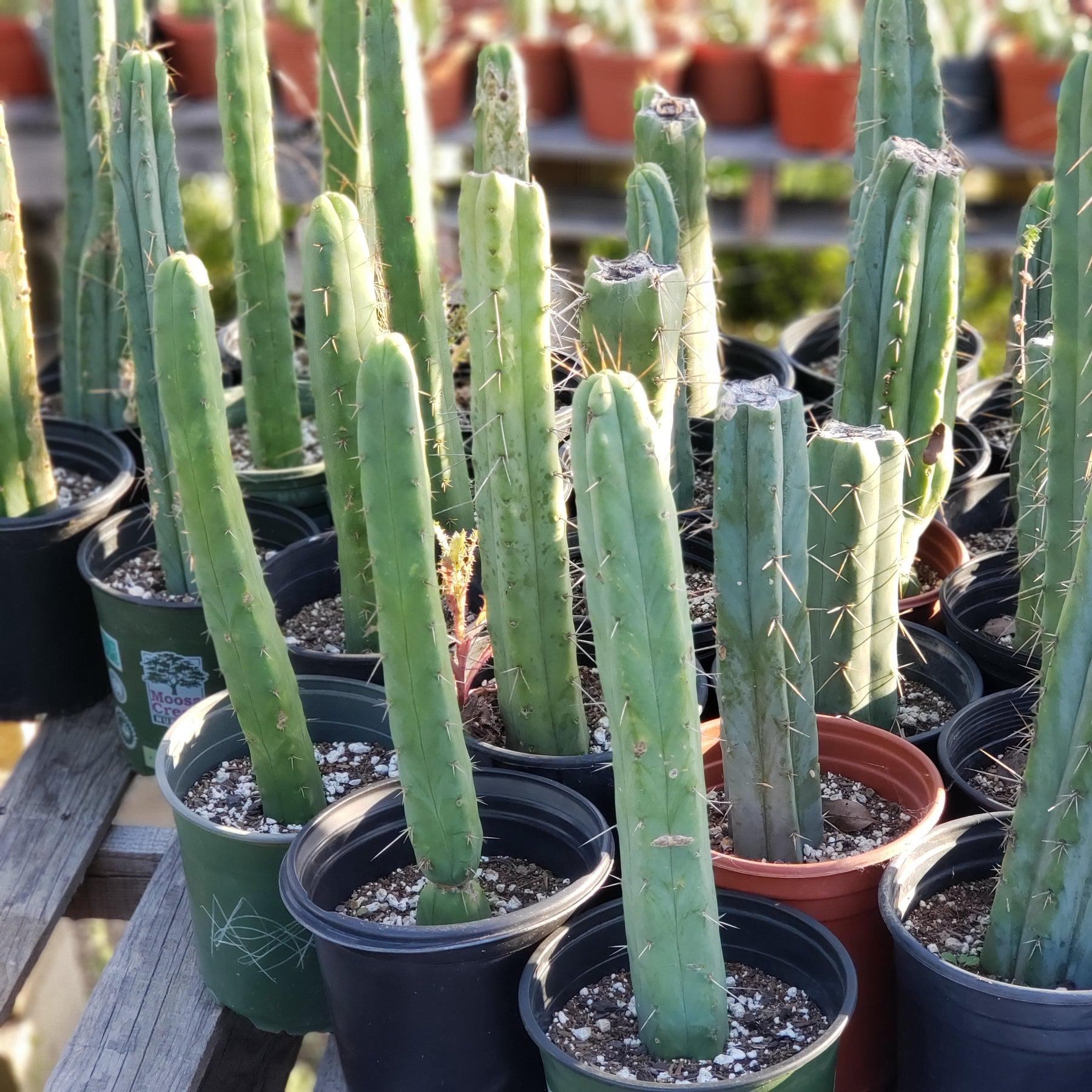 #EC29 EXACT Trichocereus Bridgesii Bargain Basic Potted Cactus 12-14"-Cactus - Large - Exact-The Succulent Source