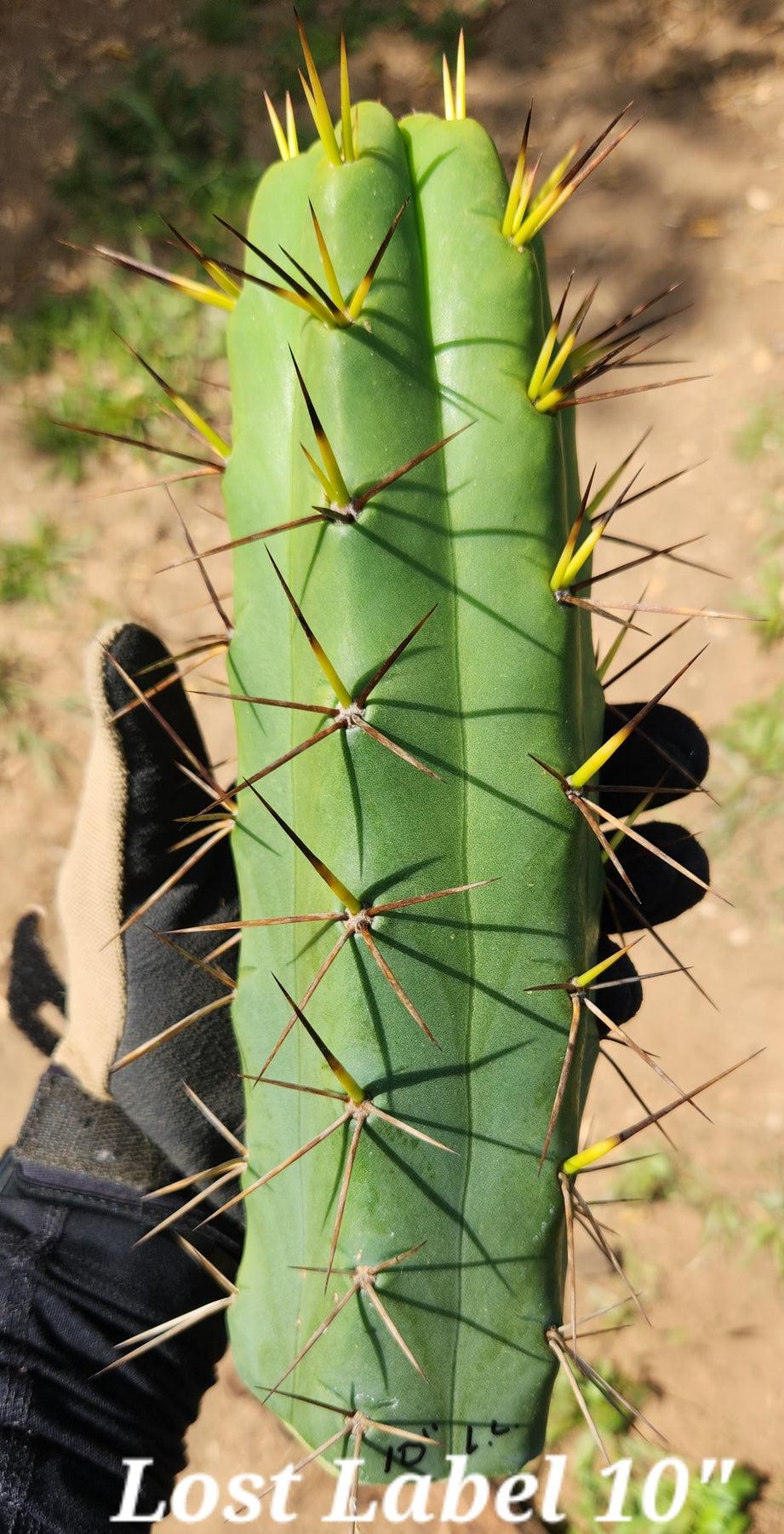 #EC297 EXACT Jude's Trichocereus Ornamental Cactus Cuttings-Cactus - Large - Exact-The Succulent Source
