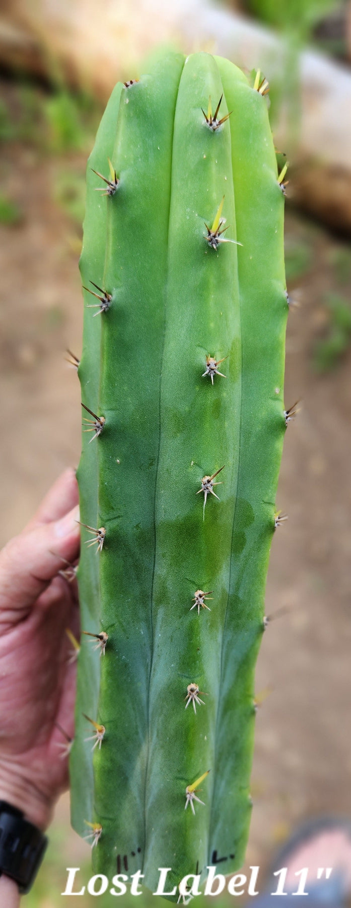 #EC297 EXACT Jude's Trichocereus Ornamental Cactus Cuttings-Cactus - Large - Exact-The Succulent Source