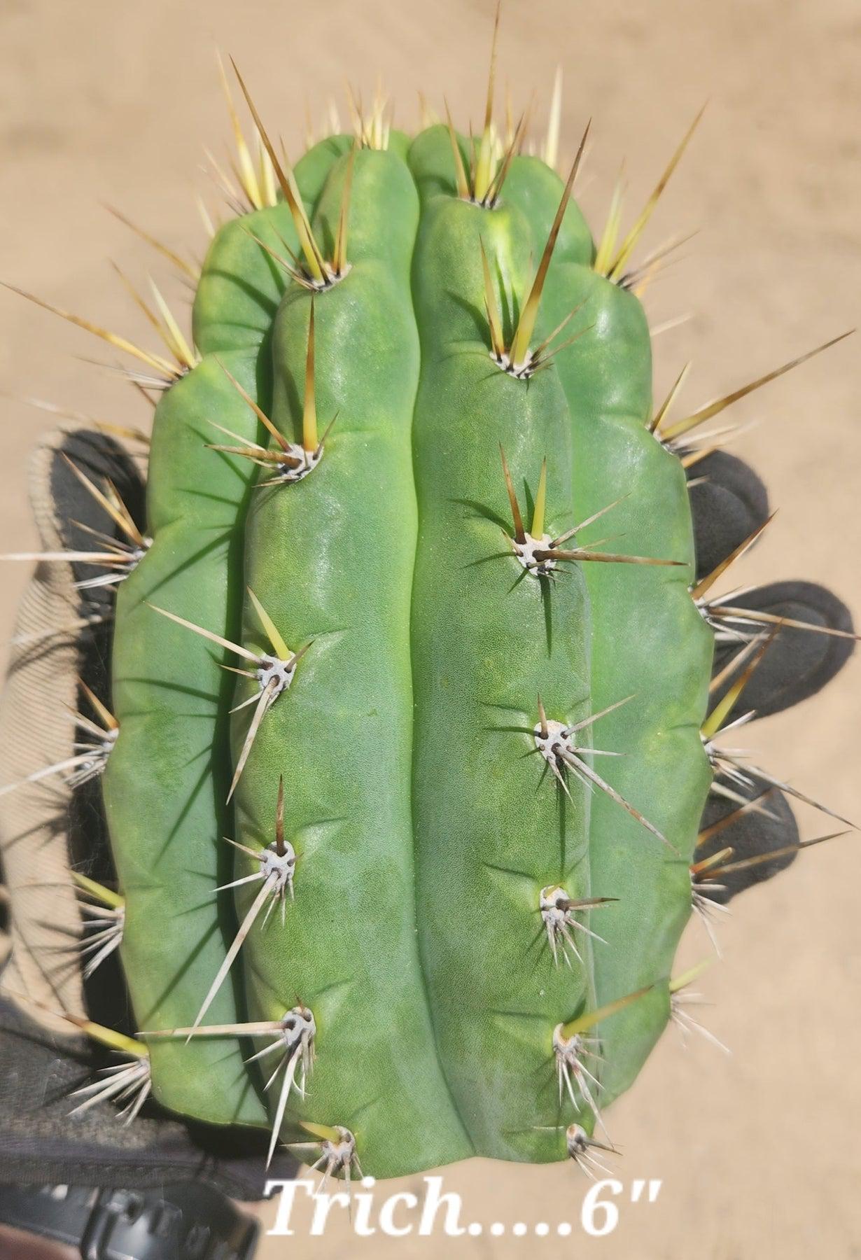 #EC297 EXACT Jude's Trichocereus Ornamental Cactus Cuttings-Cactus - Large - Exact-The Succulent Source