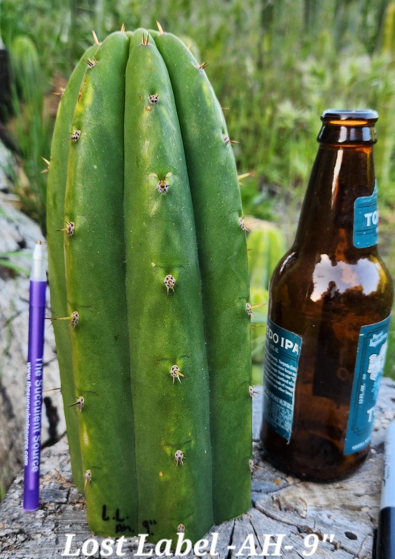 #EC297 EXACT Jude's Trichocereus Ornamental Cactus Cuttings-Cactus - Large - Exact-The Succulent Source