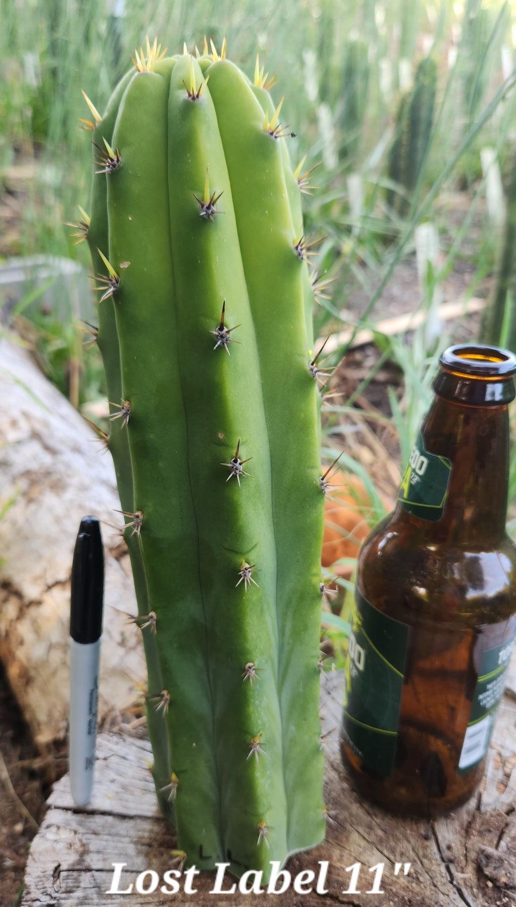 #EC297 EXACT Jude's Trichocereus Ornamental Cactus Cuttings-Cactus - Large - Exact-The Succulent Source