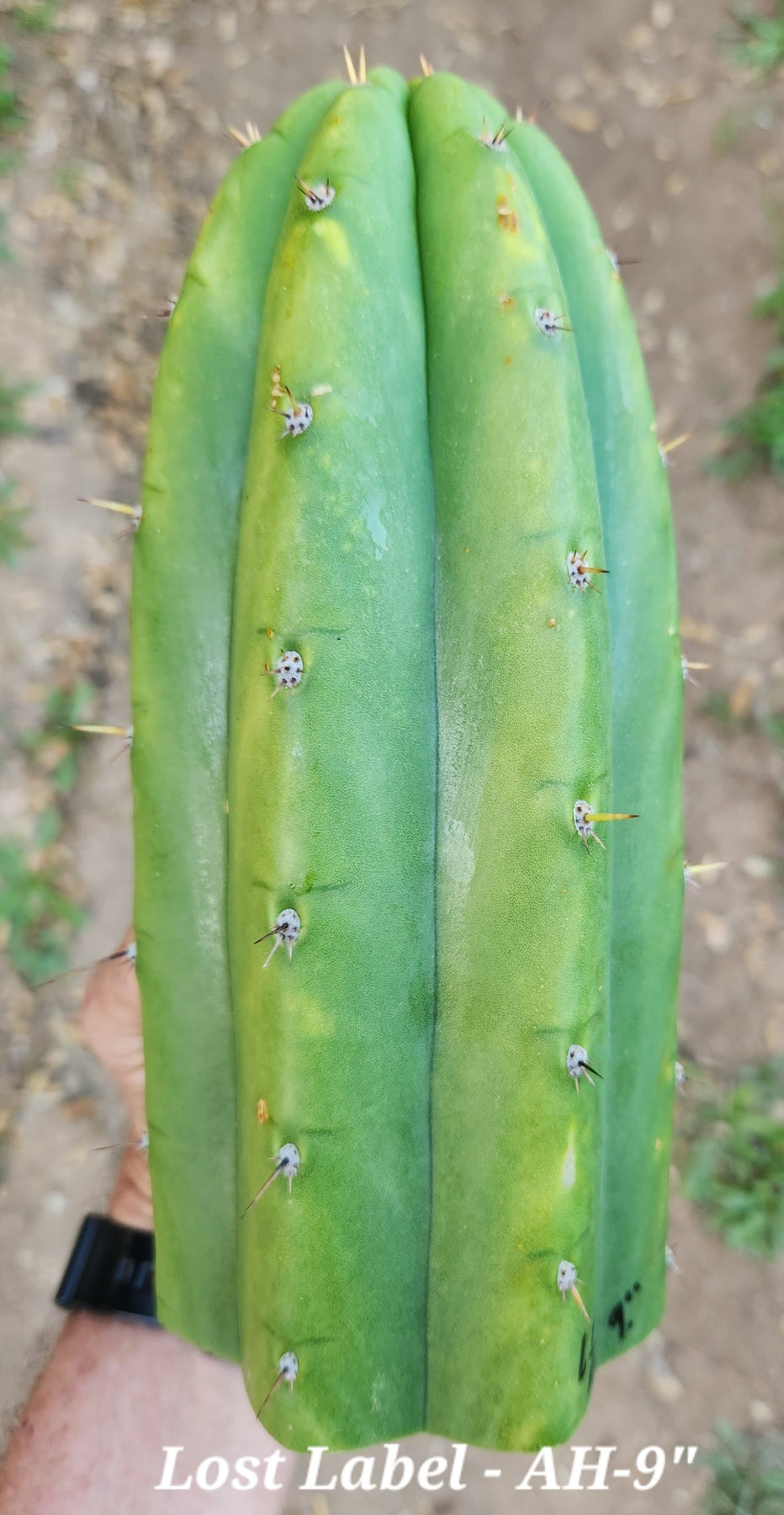 #EC297 EXACT Jude's Trichocereus Ornamental Cactus Cuttings-Cactus - Large - Exact-The Succulent Source