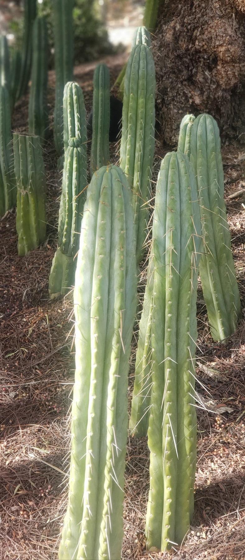 #EC32 EXACT Trichocereus Bridgesii Jada Beyond Cactus Cutting 7-8”-Cactus - Large - Exact-The Succulent Source