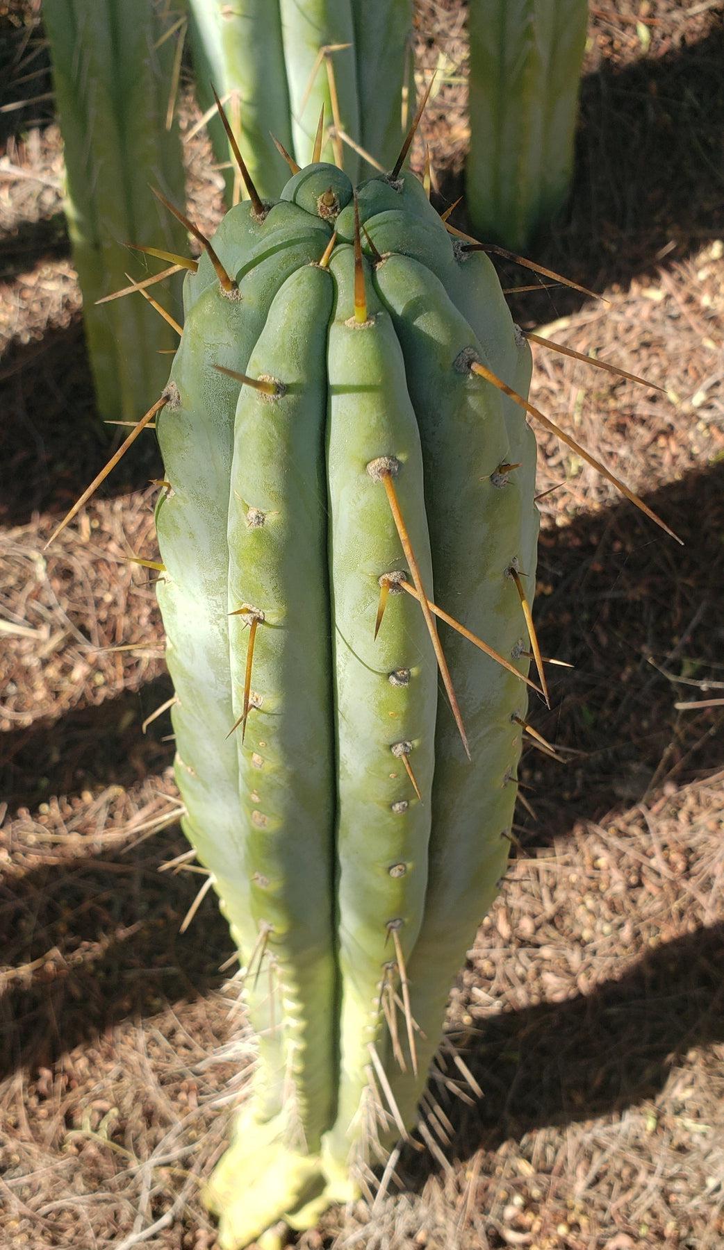 #EC32 EXACT Trichocereus Bridgesii Jada Beyond Cactus Cutting 7-8”-Cactus - Large - Exact-The Succulent Source