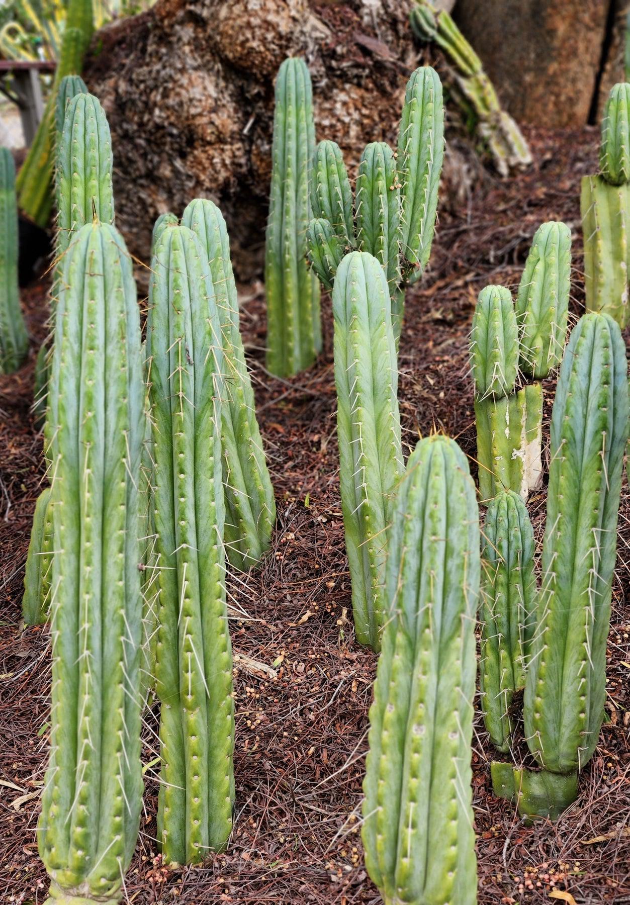 jada plant #EC32 EXACT Trichocereus Bridgesii Jada Beyond Cactus Cuttings Bridgesii Jada Cutting 7-8"