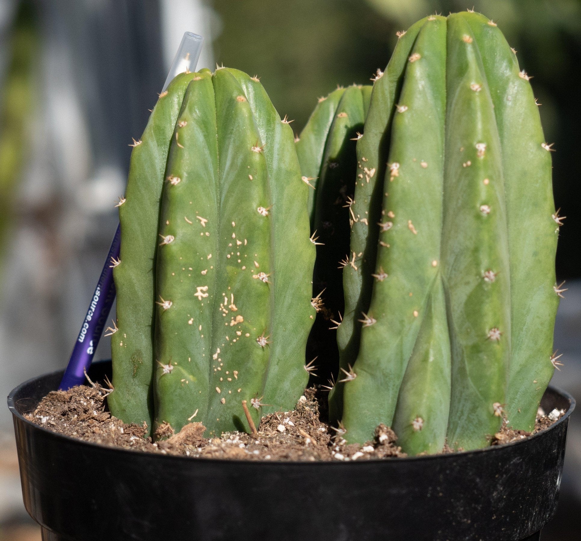 #EC33 EXACT Trichocereus Pachanoi "PC" Cactus 6,5,4"-Cactus - Large - Exact-The Succulent Source