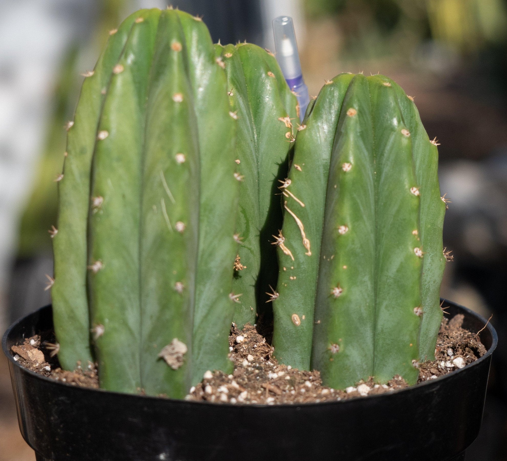 #EC33 EXACT Trichocereus Pachanoi "PC" Cactus 6,5,4"-Cactus - Large - Exact-The Succulent Source