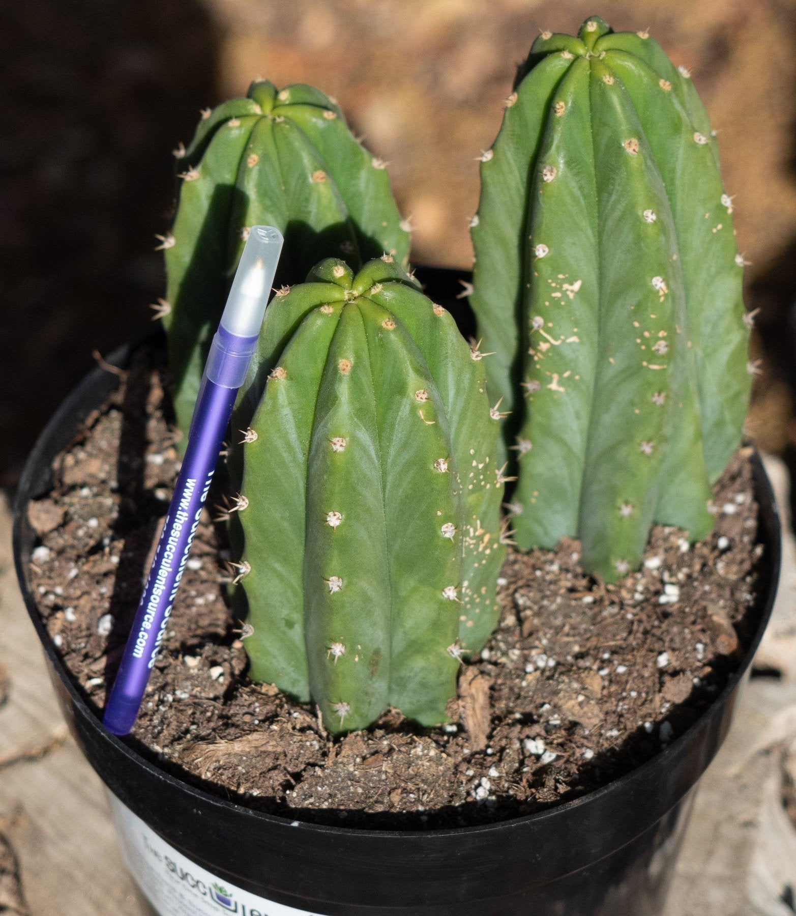 #EC33 EXACT Trichocereus Pachanoi "PC" Cactus 6,5,4"-Cactus - Large - Exact-The Succulent Source