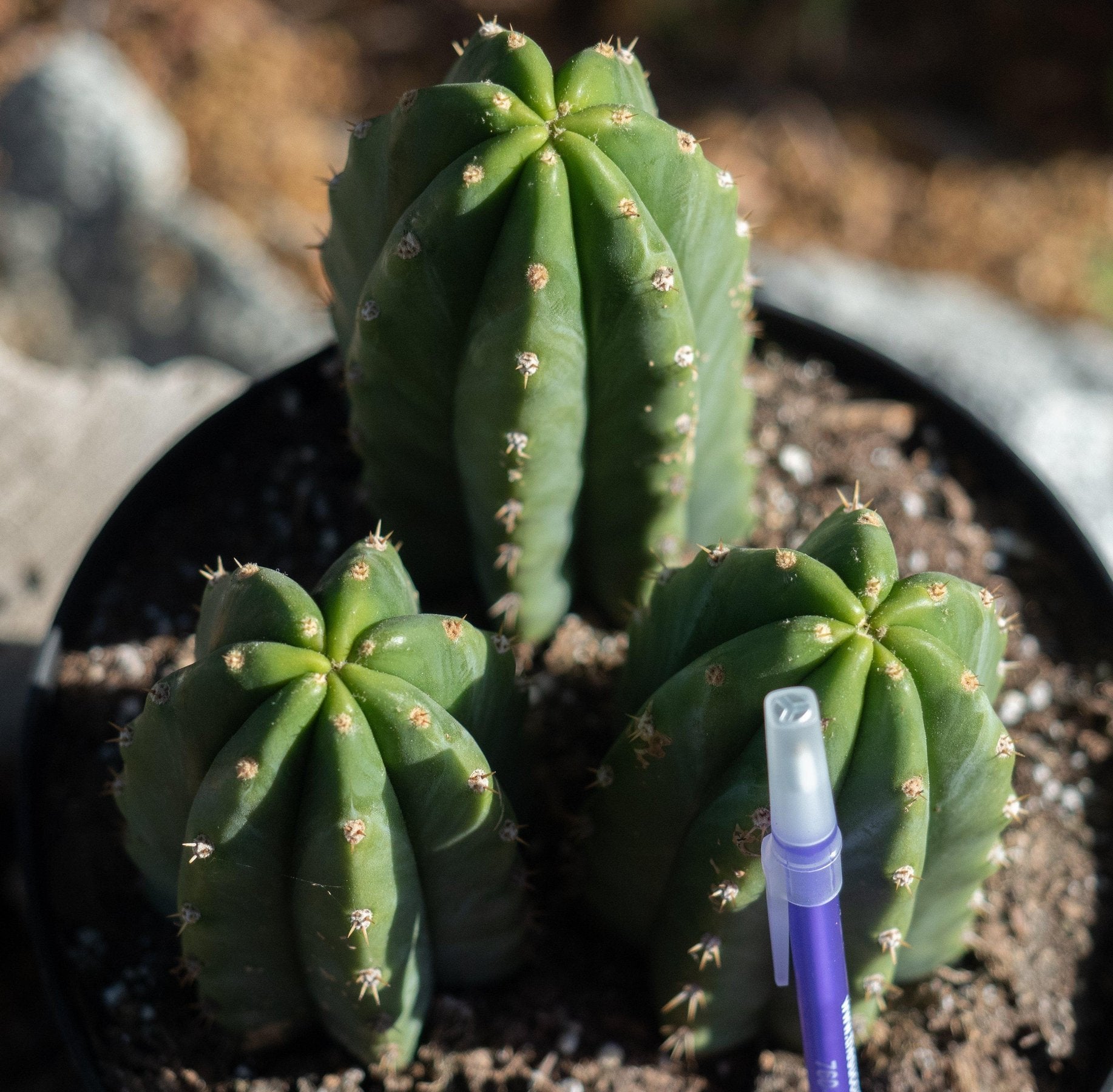 #EC33 EXACT Trichocereus Pachanoi "PC" Cactus 6,5,4"-Cactus - Large - Exact-The Succulent Source