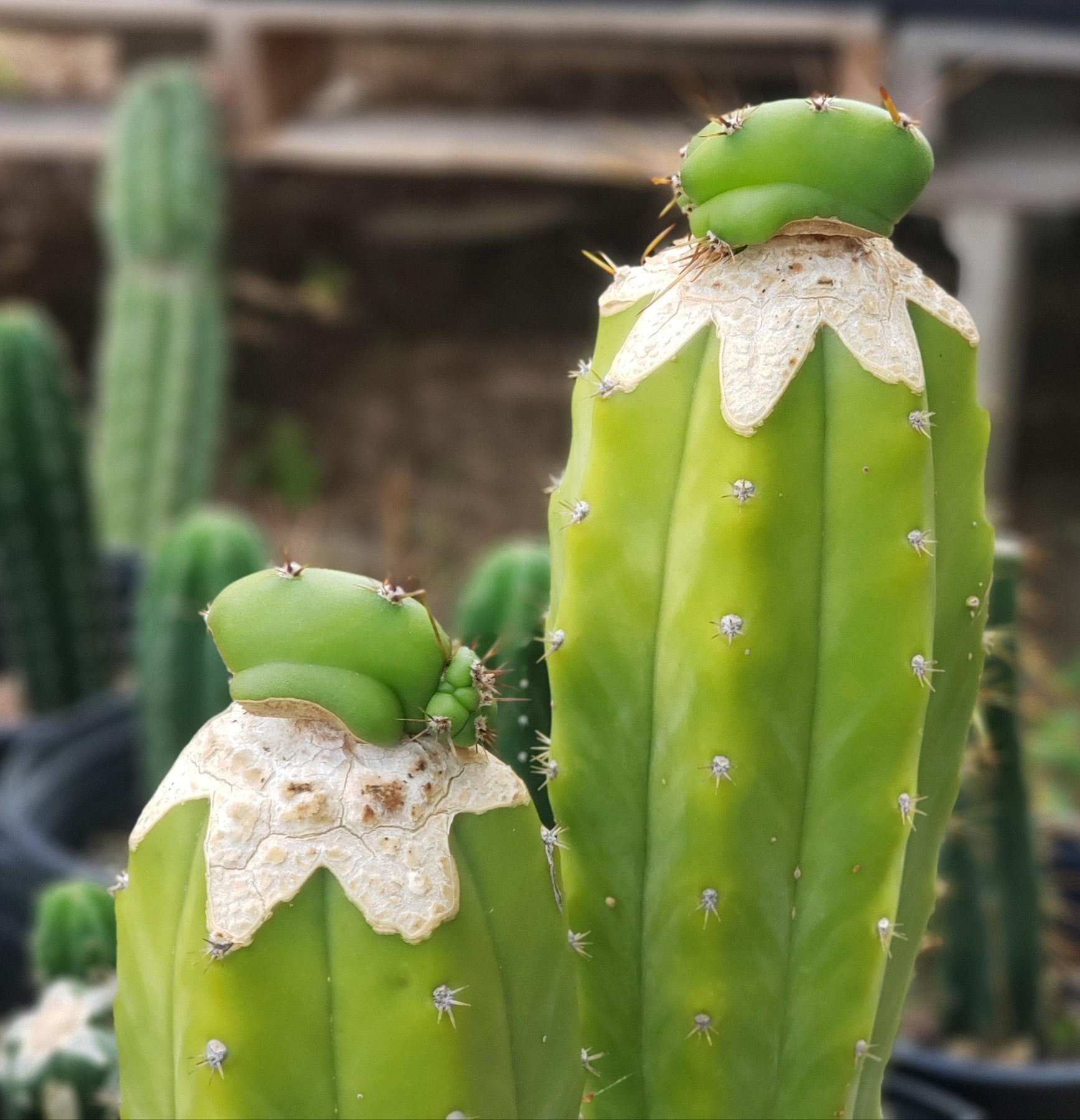 #EC33 EXACT Trichocereus "PC" Cactus Three Pach we choose-Cactus - Large - Exact-The Succulent Source