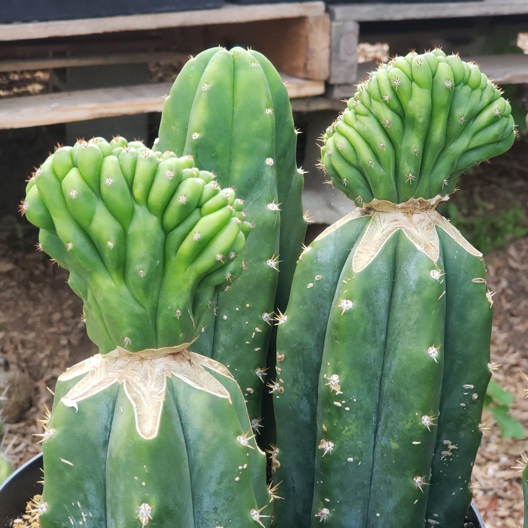 #EC33 EXACT Trichocereus "PC" Cactus Three Pach we choose-Cactus - Large - Exact-The Succulent Source