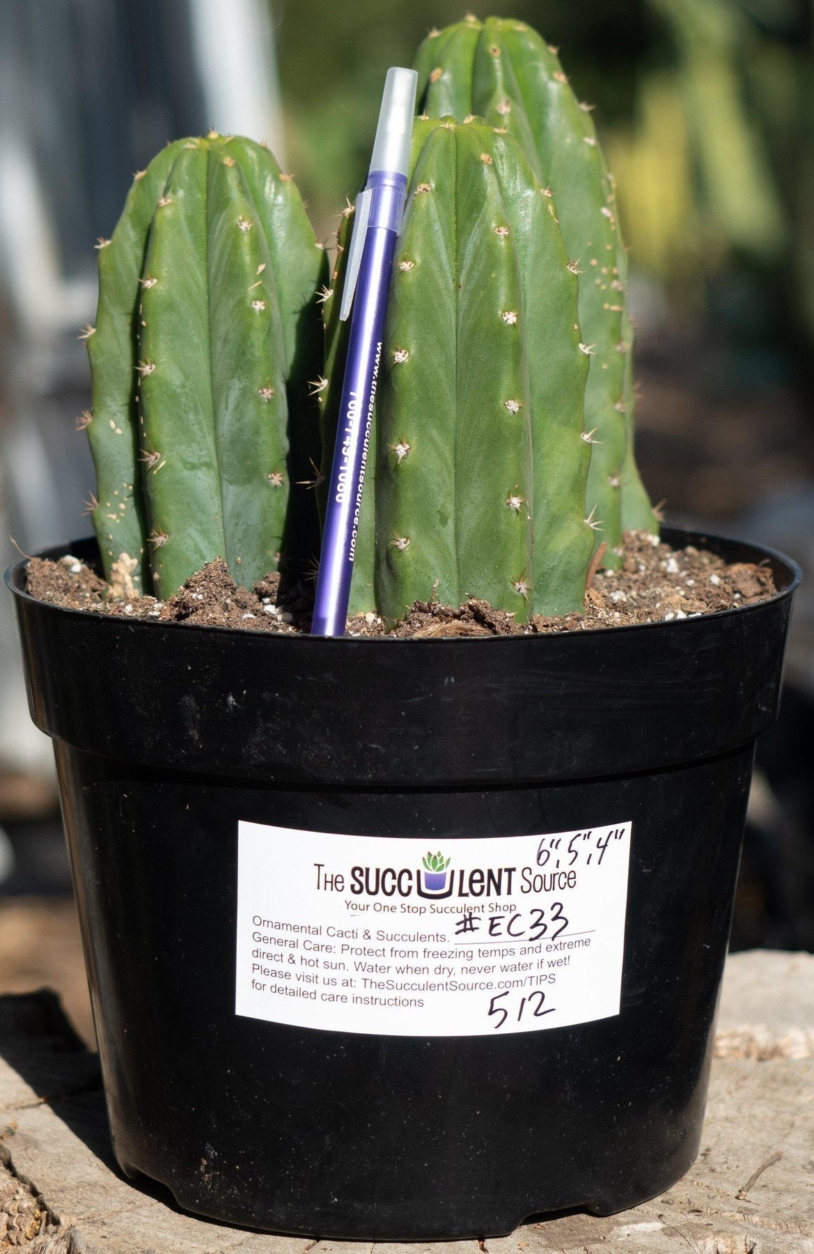 #EC33 EXACT Trichocereus Pachanoi "PC" Cactus 6,5,4"-Cactus - Large - Exact-The Succulent Source