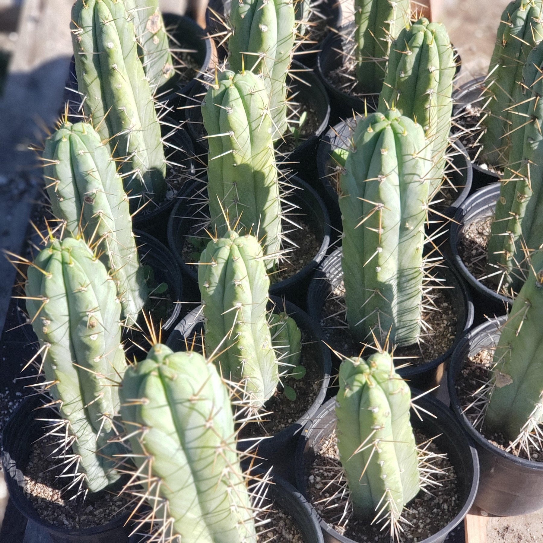 #EC44 EXACT Trichocereus Bridgesii "Jiimz Strong Spine" Cactus-Cactus - Large - Exact-The Succulent Source