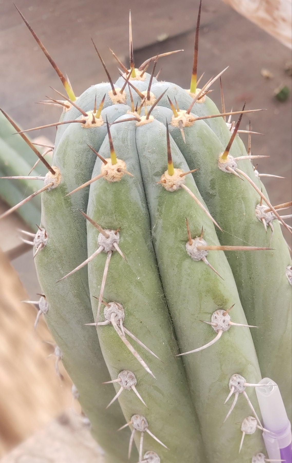 #EC52 EXACT Trichocereus Peruvianus "Perseverance #3" Cactus Cutting 10.5"-Cactus - Large - Exact-The Succulent Source