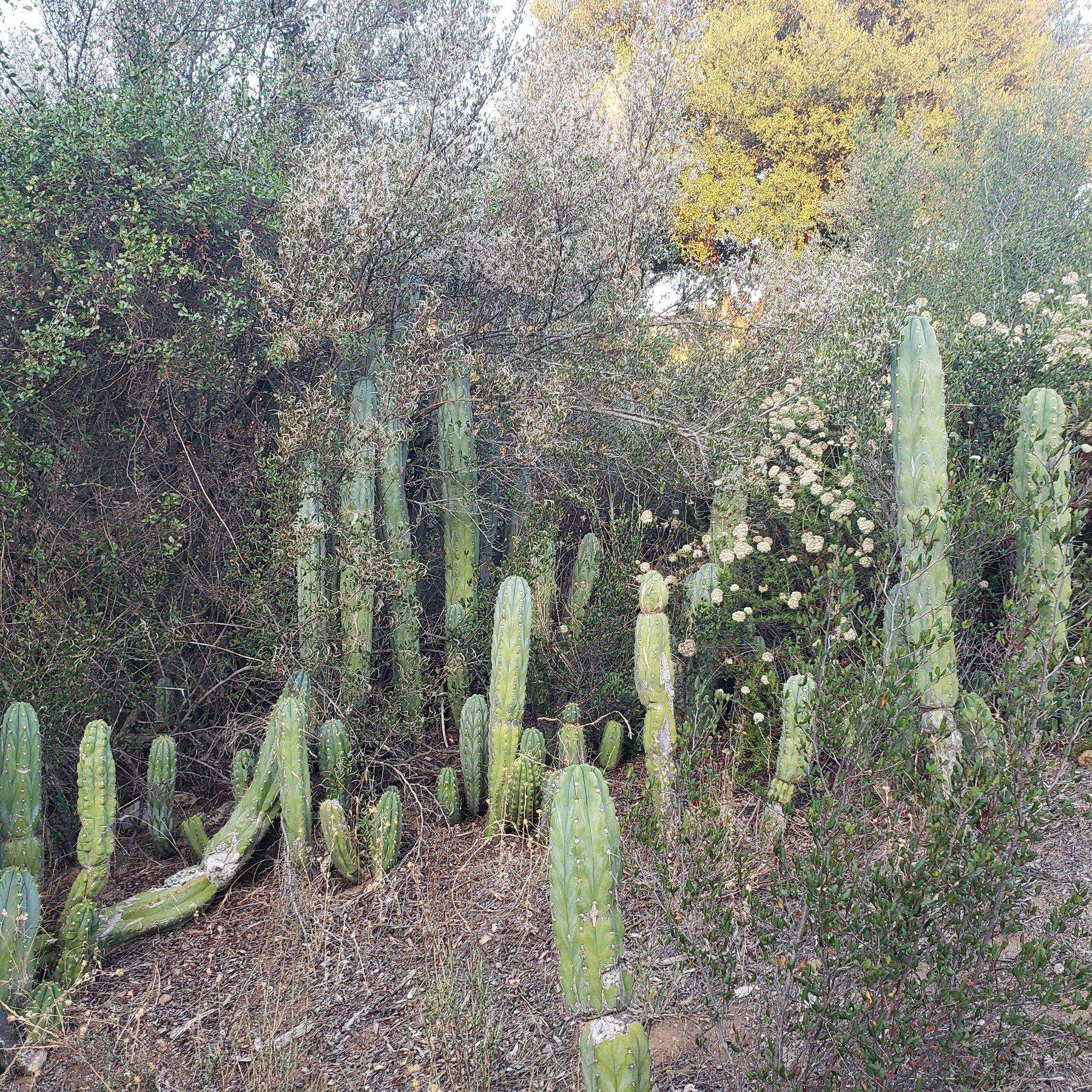 #EC52 EXACT Trichocereus Peruvianus "Perseverance" Cactus Cutting 8.5"-Cactus - Large - Exact-The Succulent Source