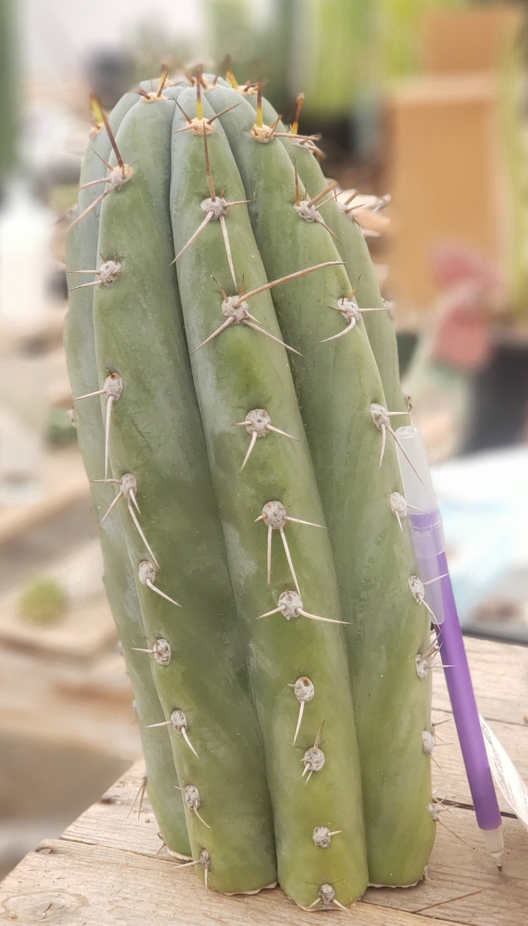 #EC52 EXACT Trichocereus Peruvianus "Perseverance #3" Cactus Cutting 10.5"-Cactus - Large - Exact-The Succulent Source