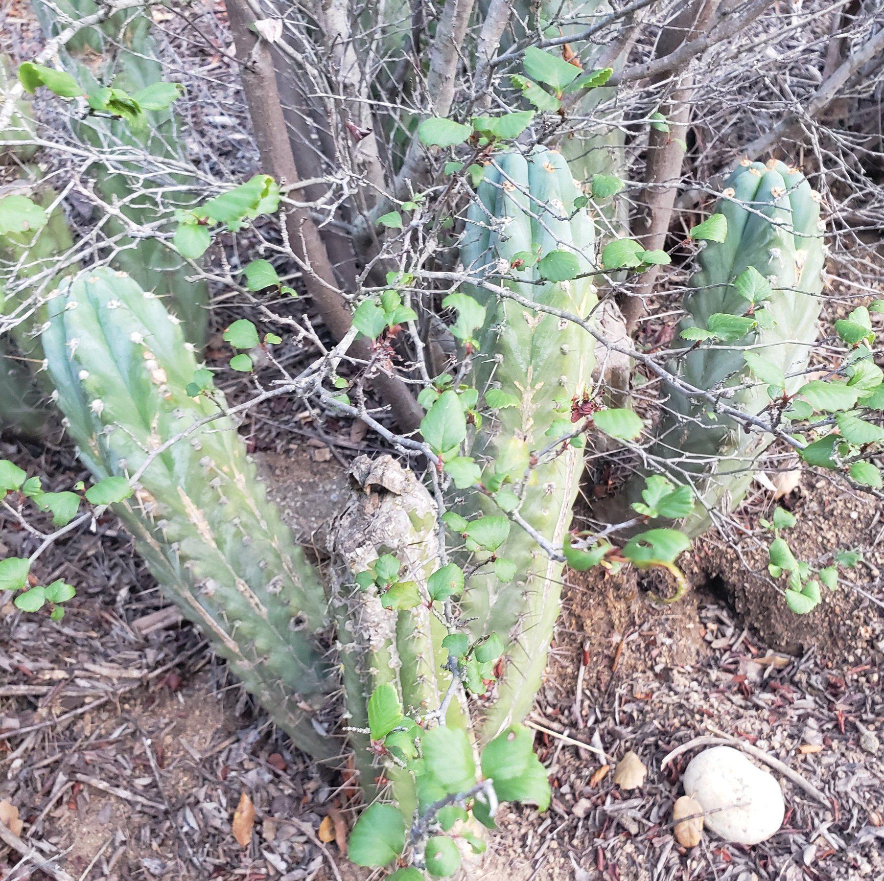 #EC52 EXACT Trichocereus Peruvianus "Perseverance" Cactus Cutting 8.5"-Cactus - Large - Exact-The Succulent Source