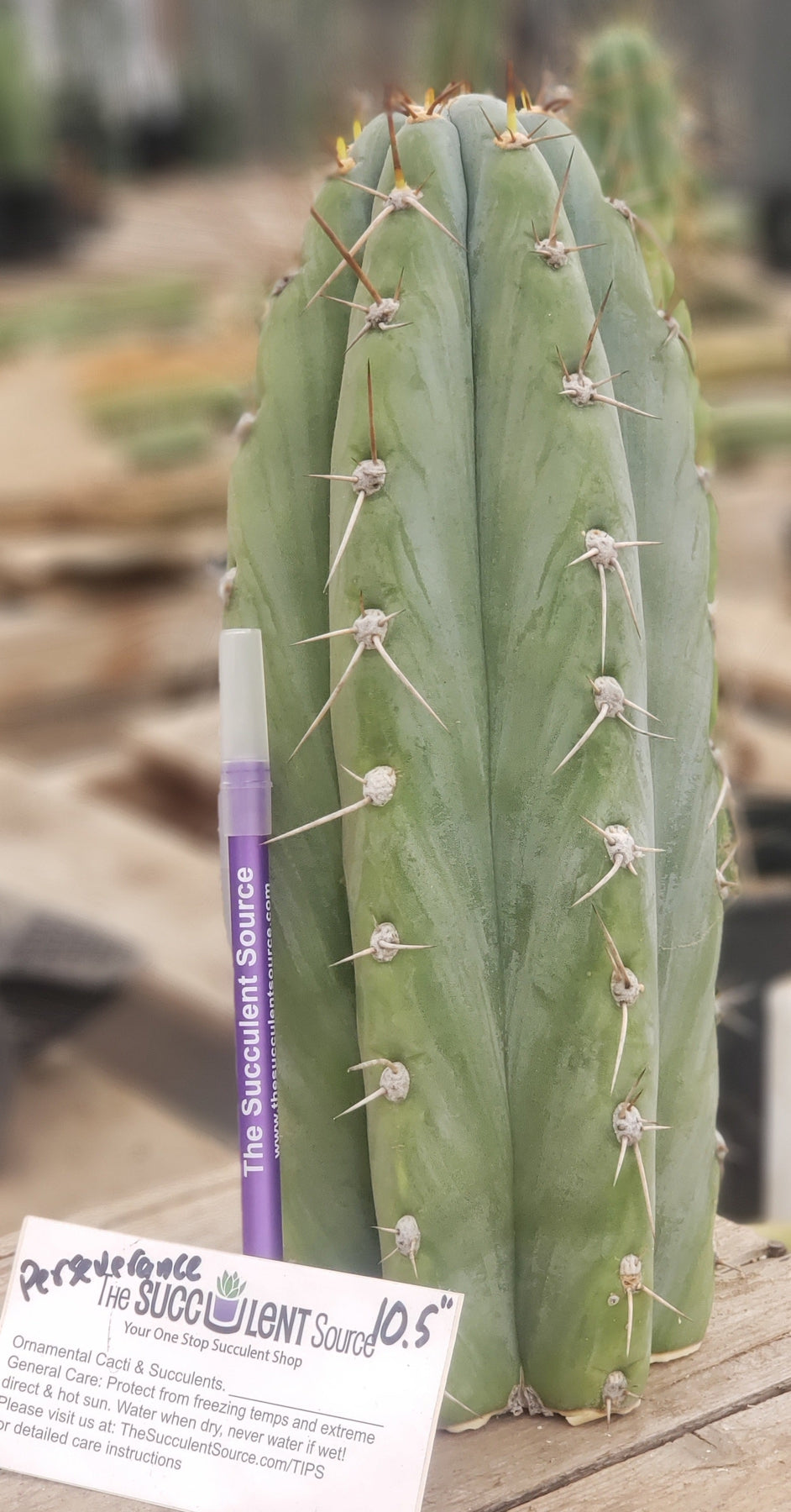 #EC52 EXACT Trichocereus Peruvianus "Perseverance #3" Cactus Cutting 10.5"-Cactus - Large - Exact-The Succulent Source