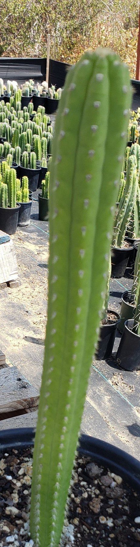 #EC64 EXACT Yungasocereus inquisivensis Cactus 10”-Cactus - Large - Exact-The Succulent Source