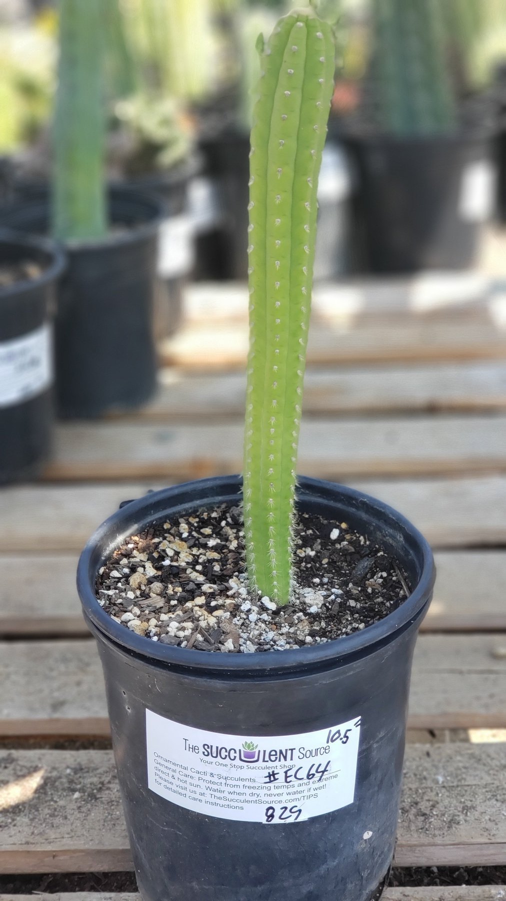#EC64 EXACT Yungasocereus inquisivensis Cactus 10”-Cactus - Large - Exact-The Succulent Source